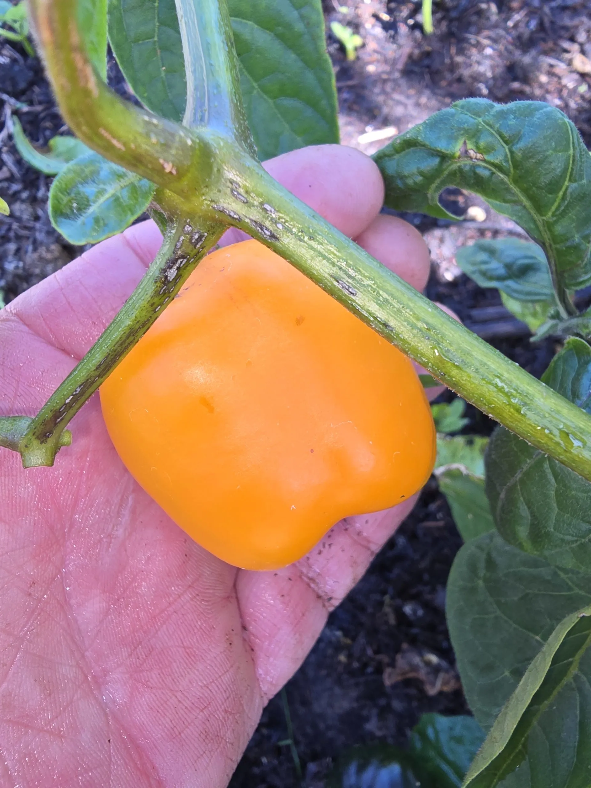 Manzano Rocoto Amarillo Chilli Seeds - Image 4