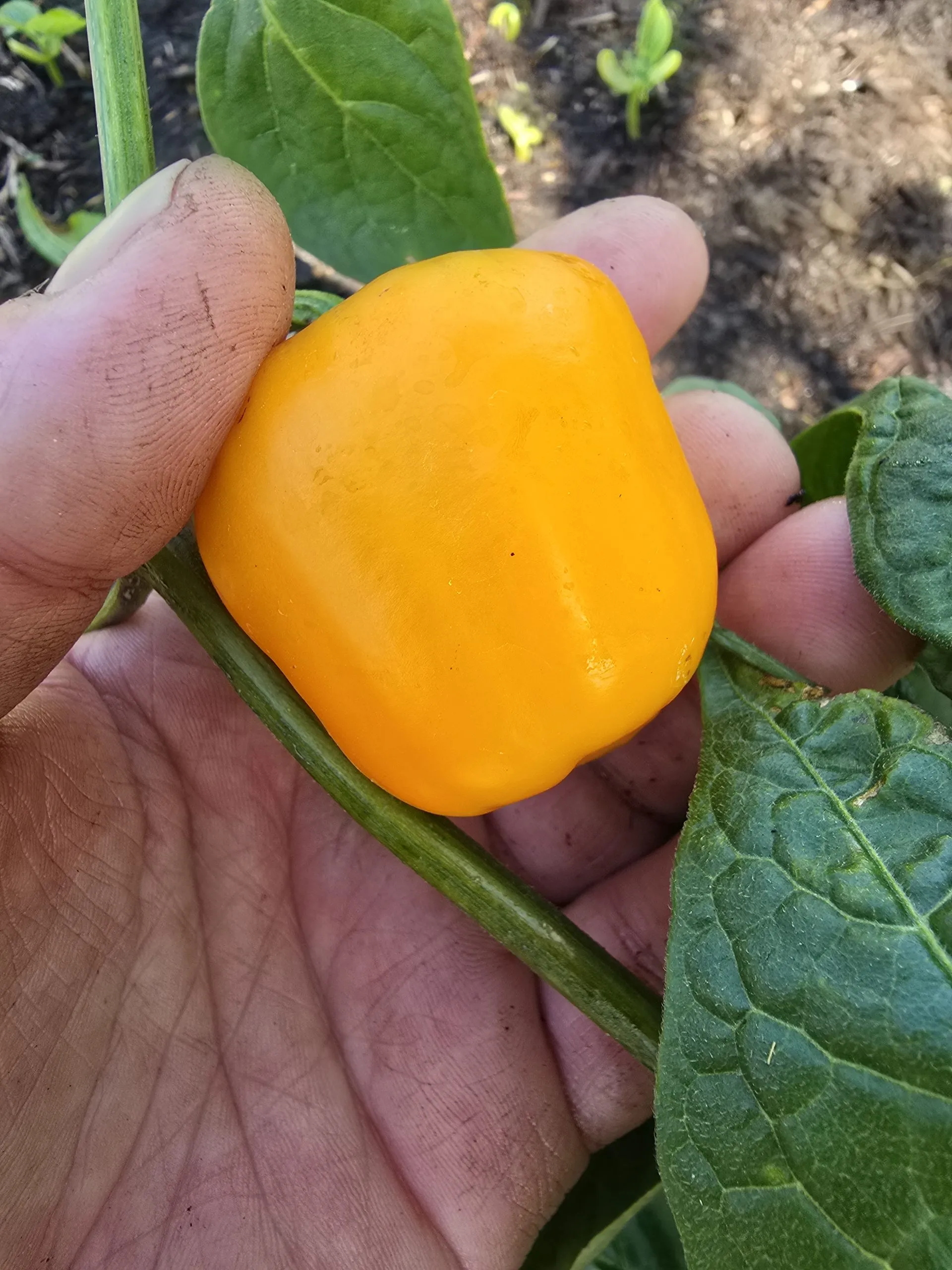 Manzano Rocoto Amarillo Chilli Seeds - Image 3