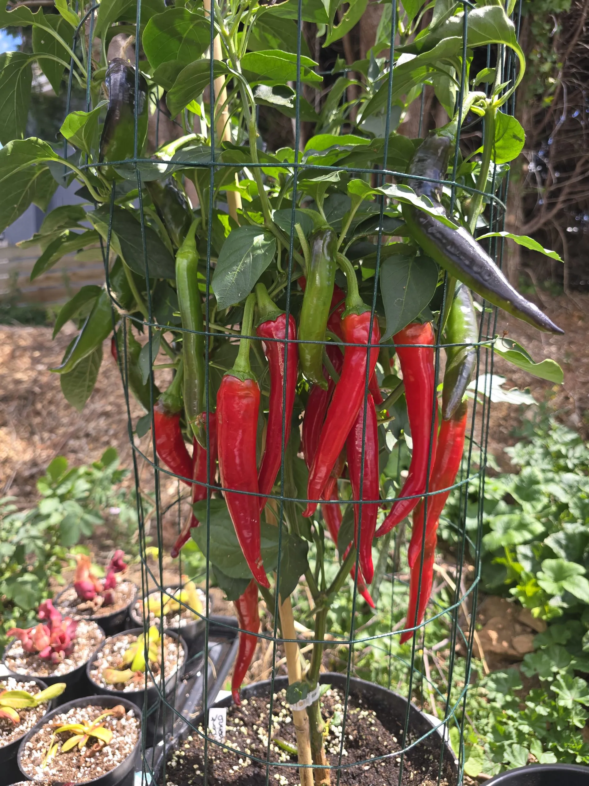 Black Cayenne Chilli Seeds - Image 9