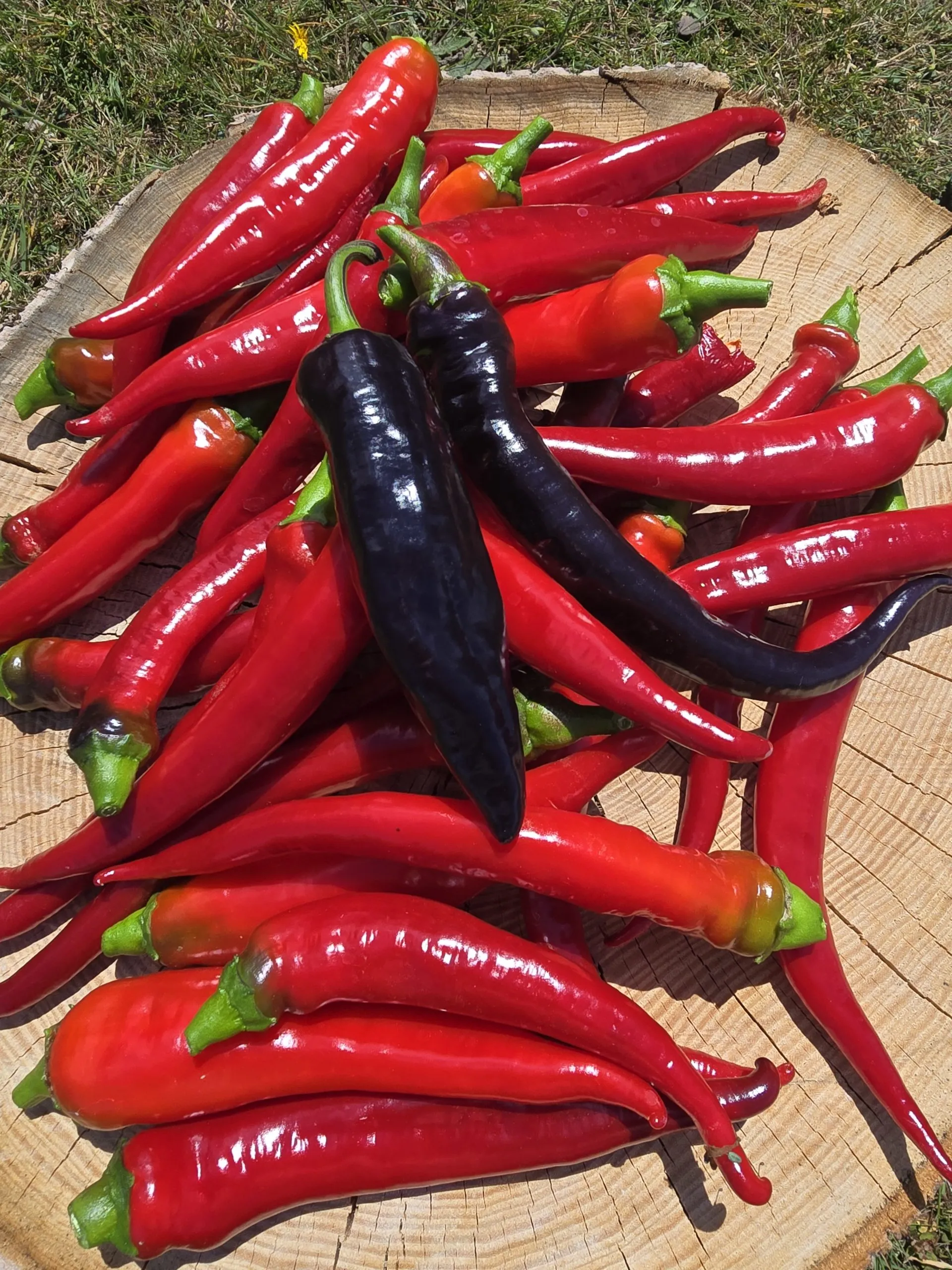 Black Cayenne Chilli Seeds – Fox Dark Cayenne Pepper Seeds – Red Dragon Seeds.