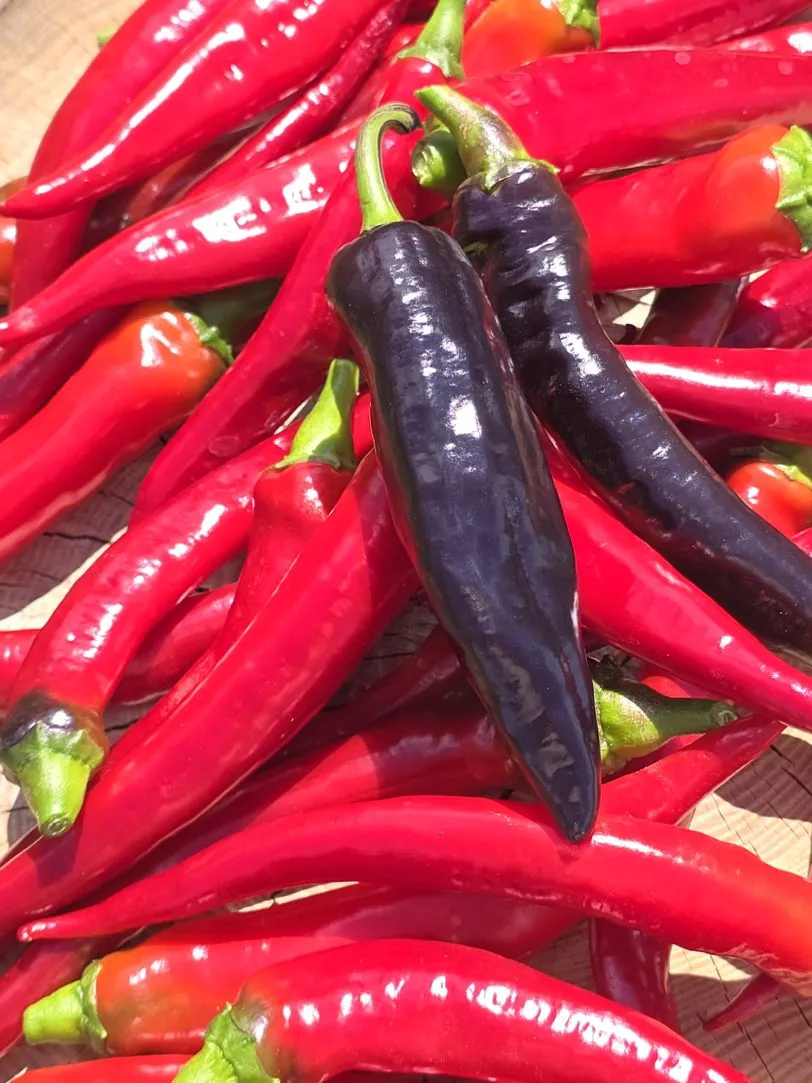 Black Cayenne Chilli Seeds - Image 2