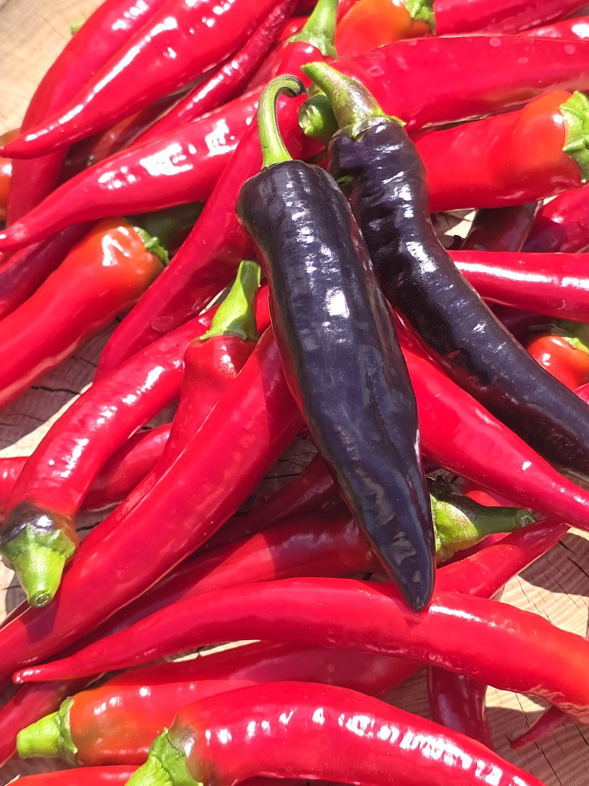 Black Cayenne Chilli Seeds - Image 2