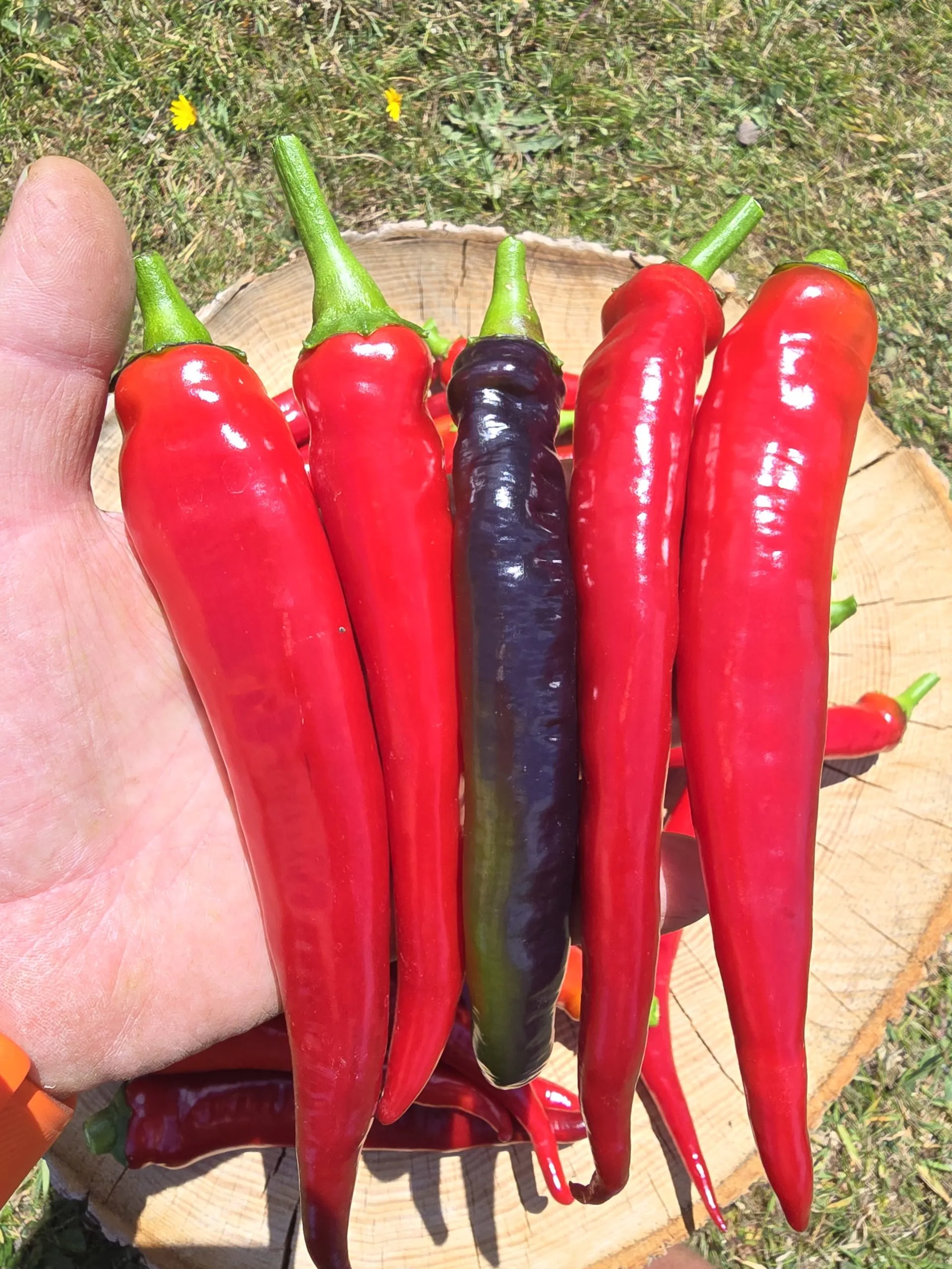 Black Cayenne Chilli Seeds - Image 3