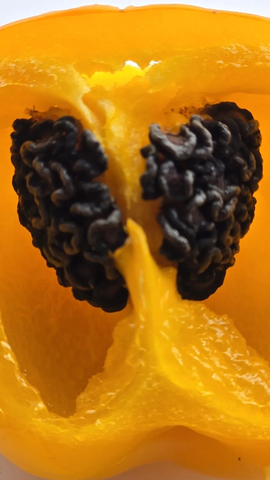 Manzano Rocoto Amarillo Chilli Seeds - Image 2