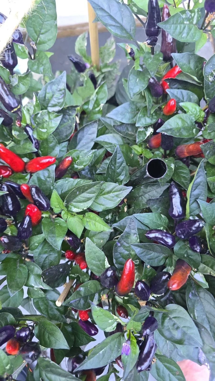 Pickles Blood Chilli Seeds - Image 4