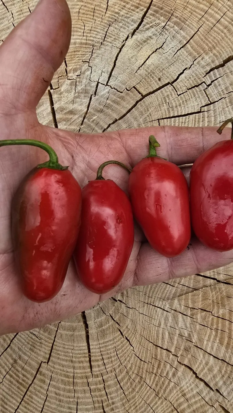 Alberto’s Locoto Chilli Seeds - Image 2