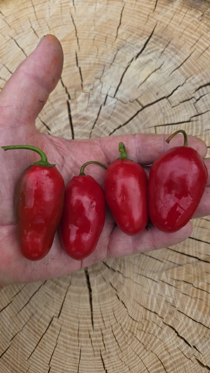 Alberto’s Locoto Chilli Seeds - Image 3
