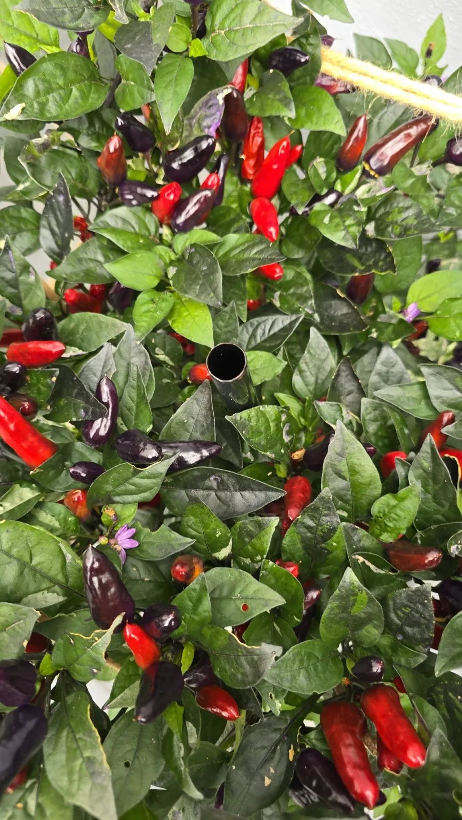 Pickles Blood Chilli Seeds - Image 2