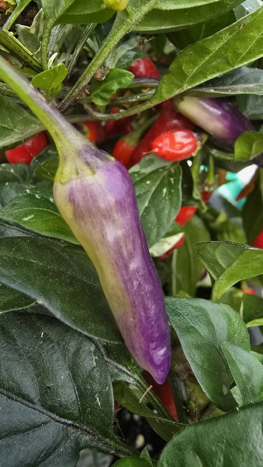 Pickles Blood Chilli Seeds - Image 6