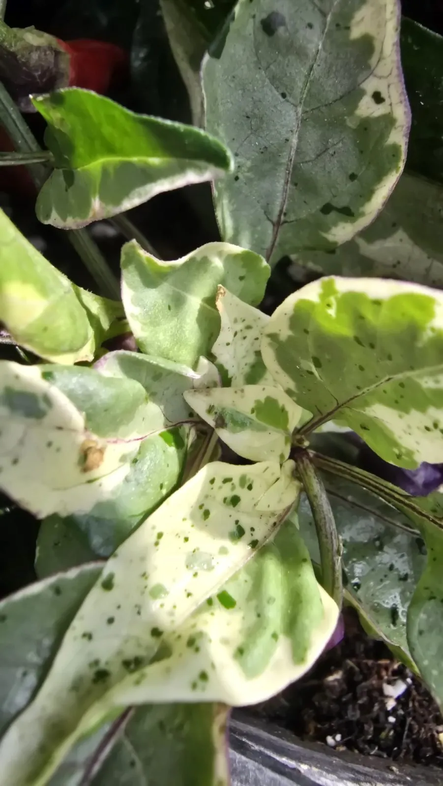 Pickles Blood Chilli Seeds - Image 5