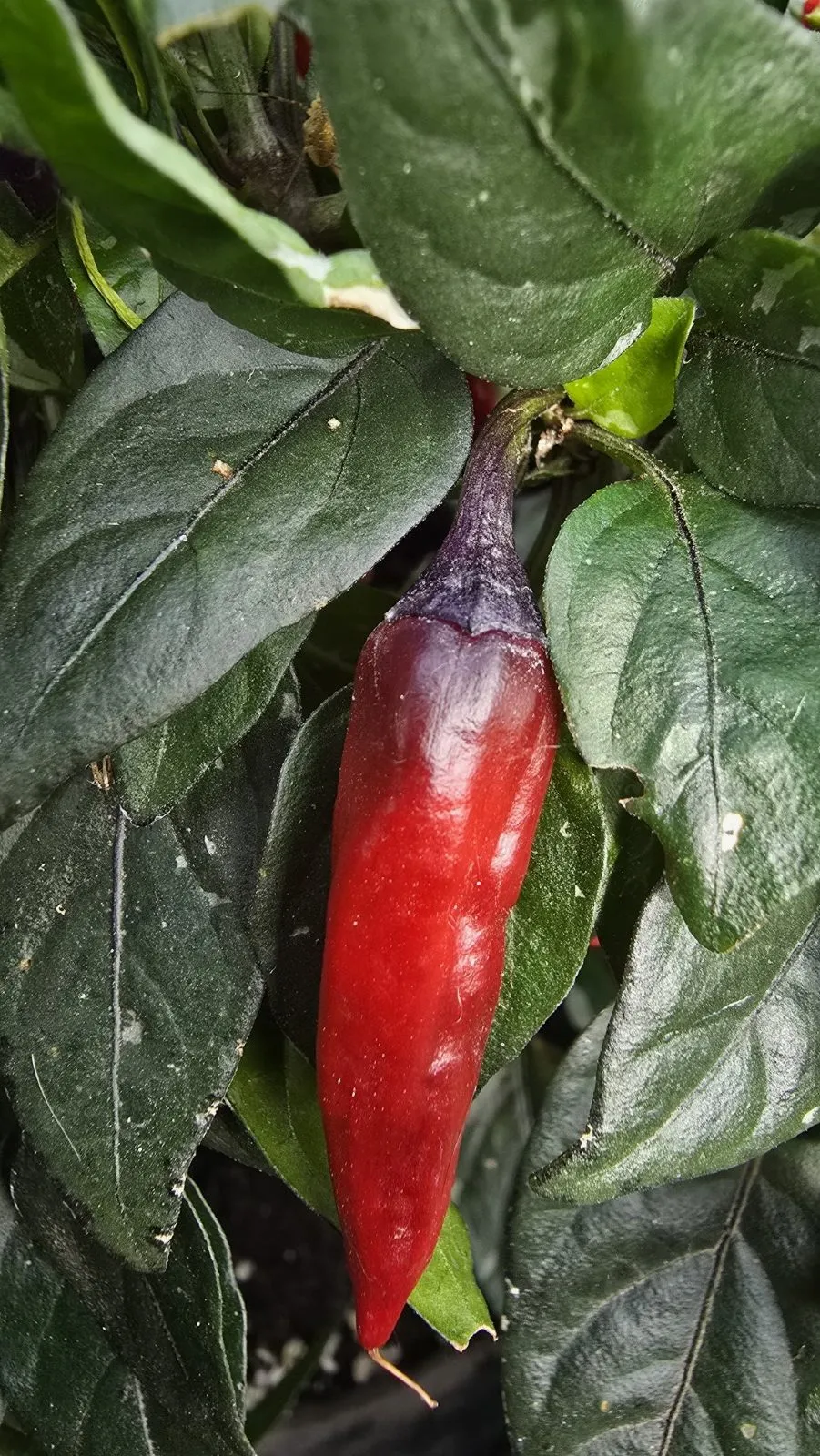Pickles Blood Chilli Seeds - Image 12