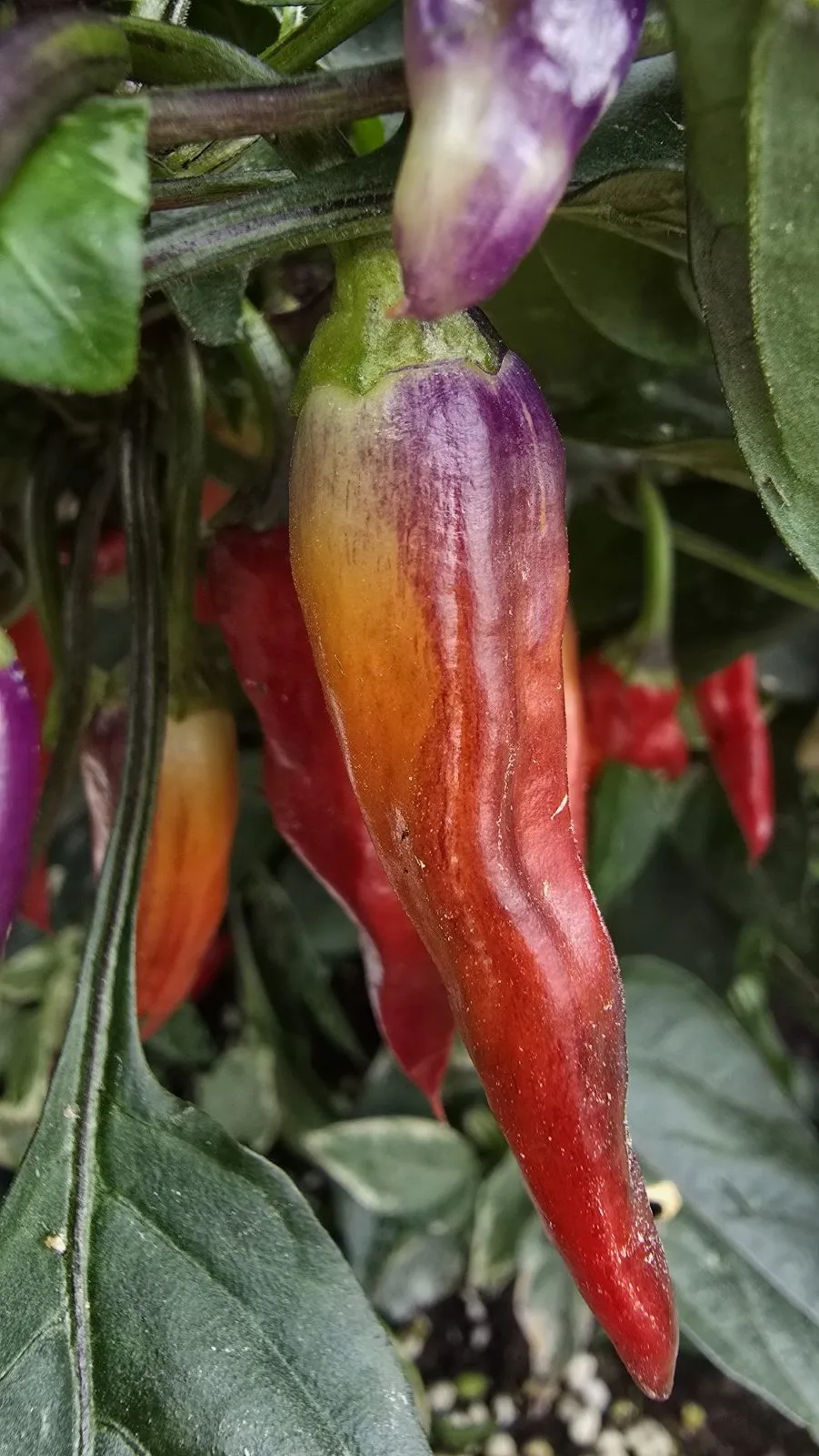 Pickles Blood Chilli Seeds