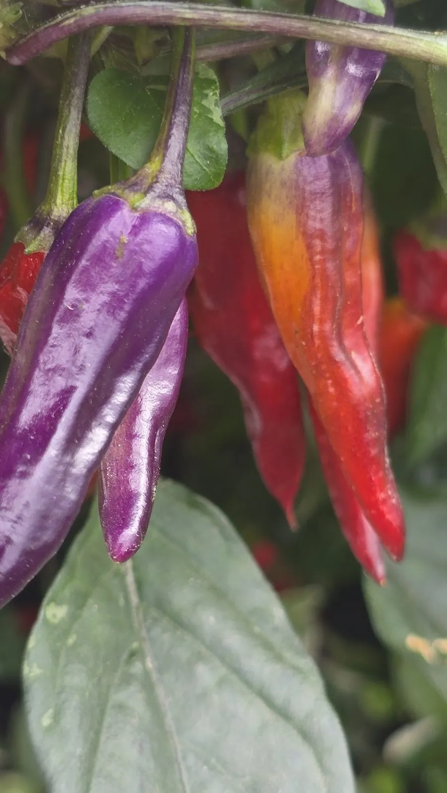 Pickles Blood Chilli Seeds - Image 3
