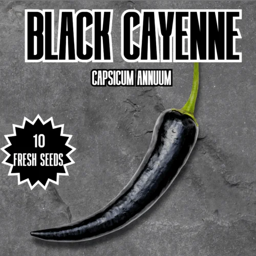 Black Cayenne Chilli Seeds
