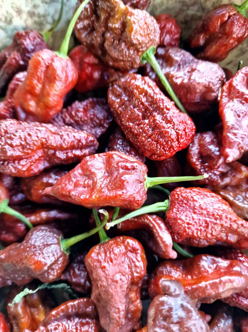 Chocolate Brainstrain Chilli Seeds - Image 5
