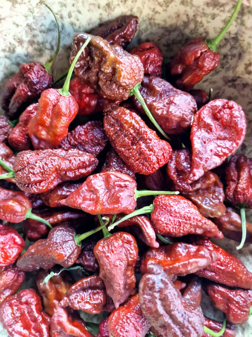 Chocolate Brainstrain Chilli Seeds - Image 6