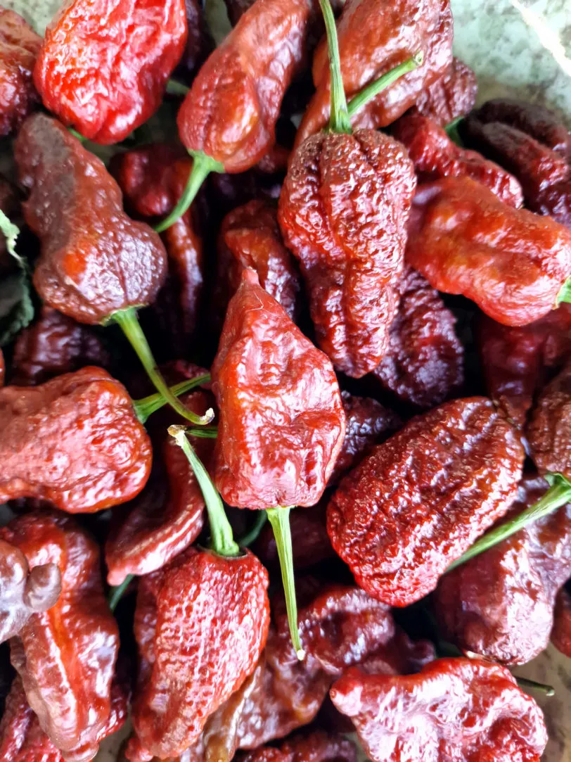Chocolate Brainstrain Chilli Seeds - Image 7