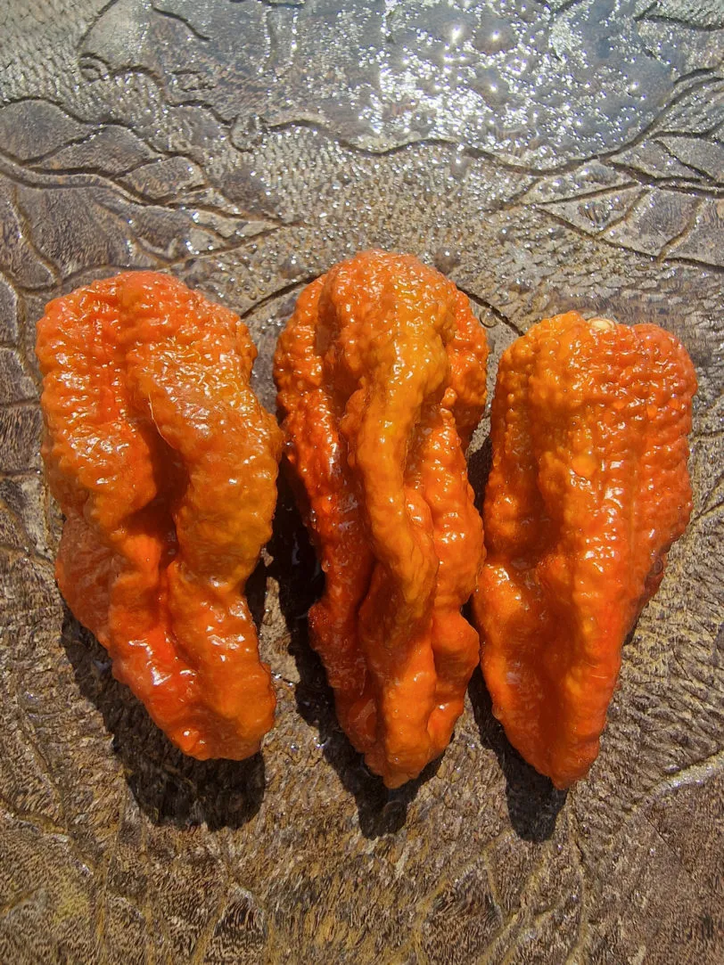 Chocolate Brainstrain Chilli Seeds - Image 9
