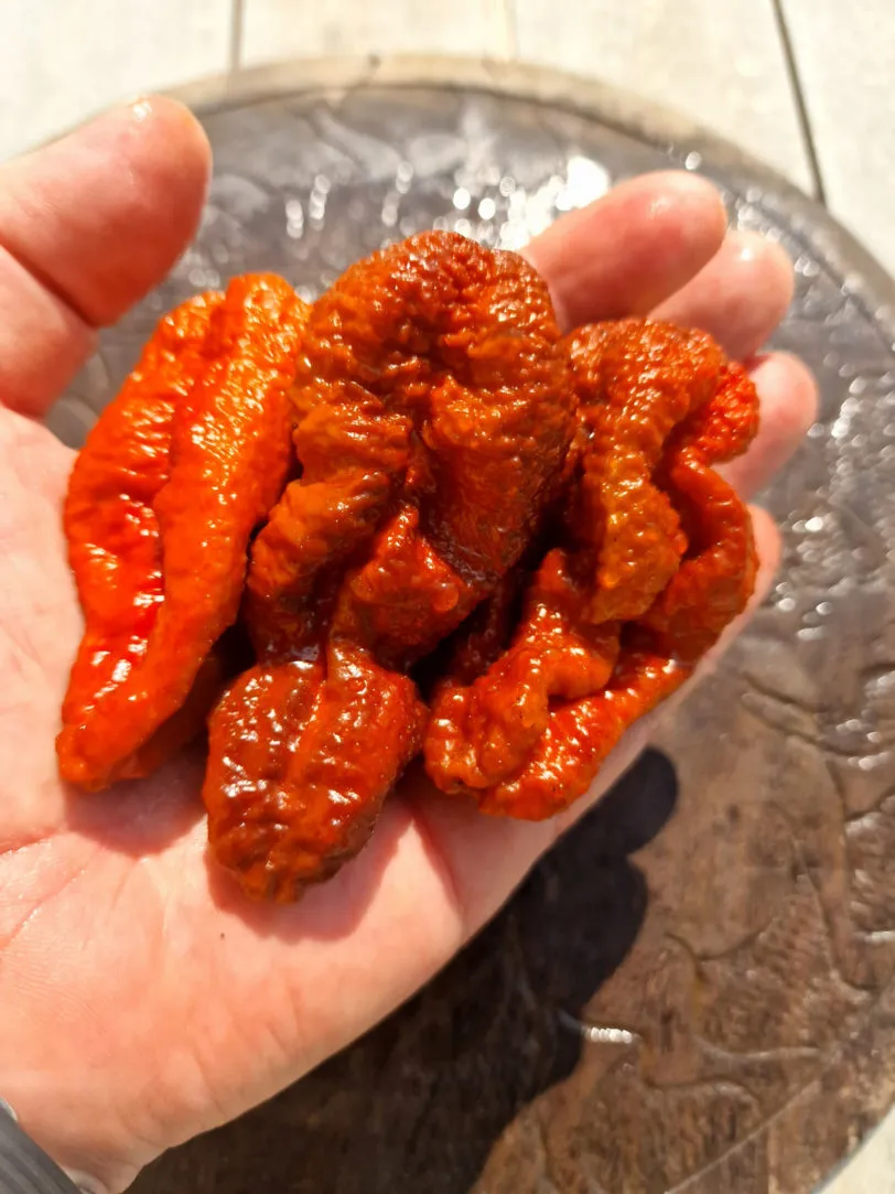 Chocolate Brainstrain Chilli Seeds - Image 10