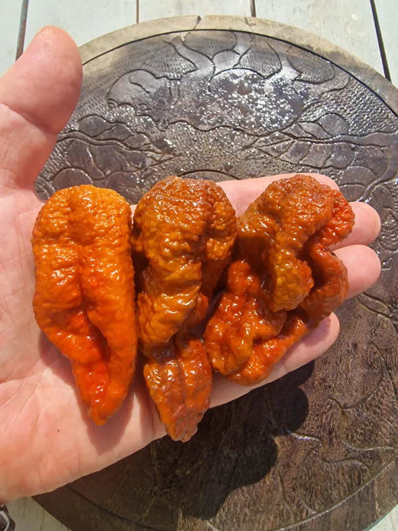 Chocolate Brainstrain Chilli Seeds - Image 2