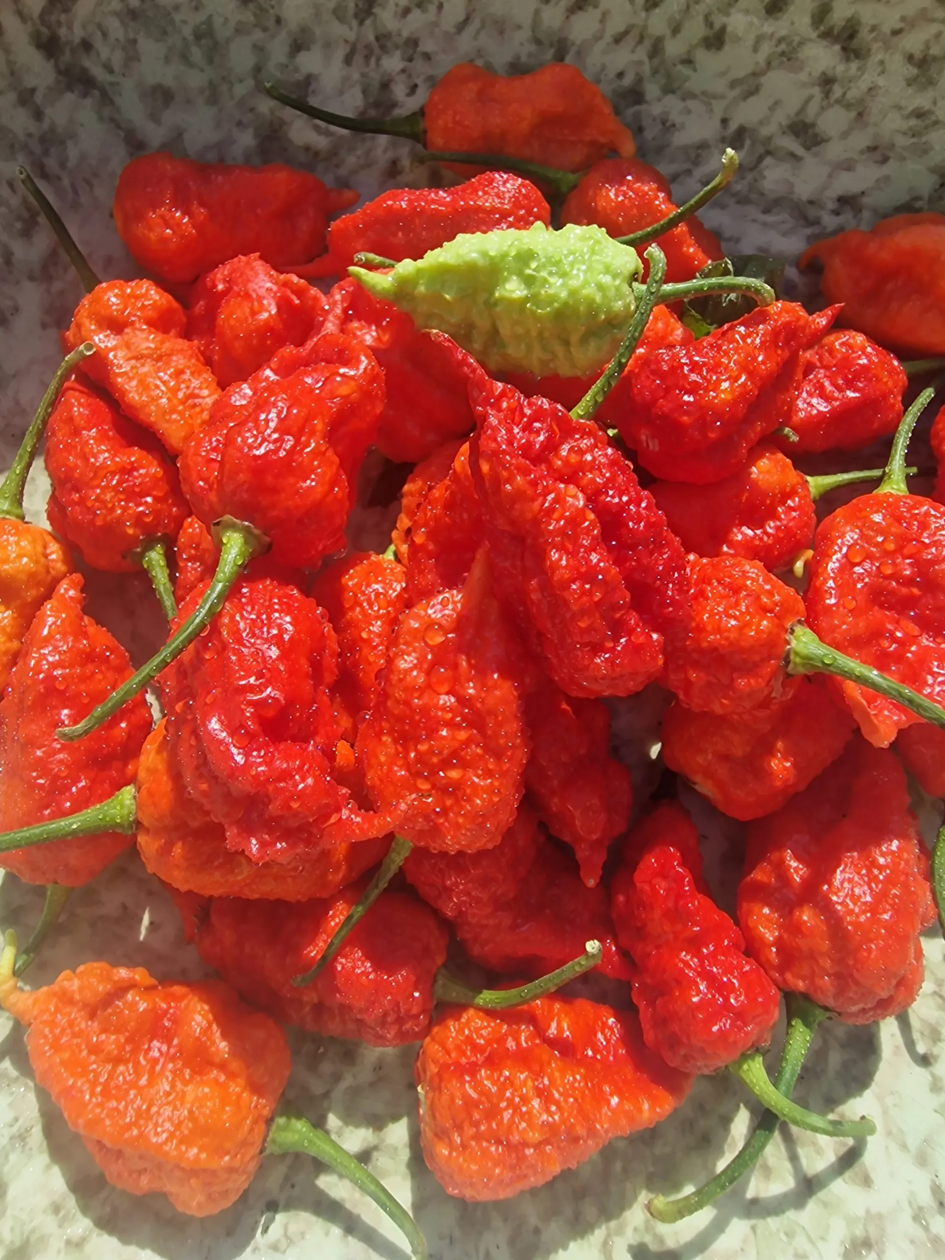 Death Spiral x Naglah Brown Chilli Seeds - Image 4