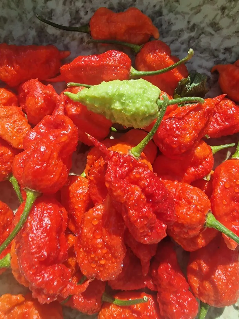 Death Spiral x Naglah Brown Chilli Seeds - Image 5