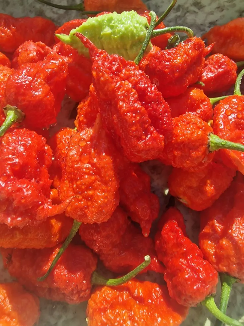 Death Spiral x Naglah Brown Chilli Seeds - Image 3