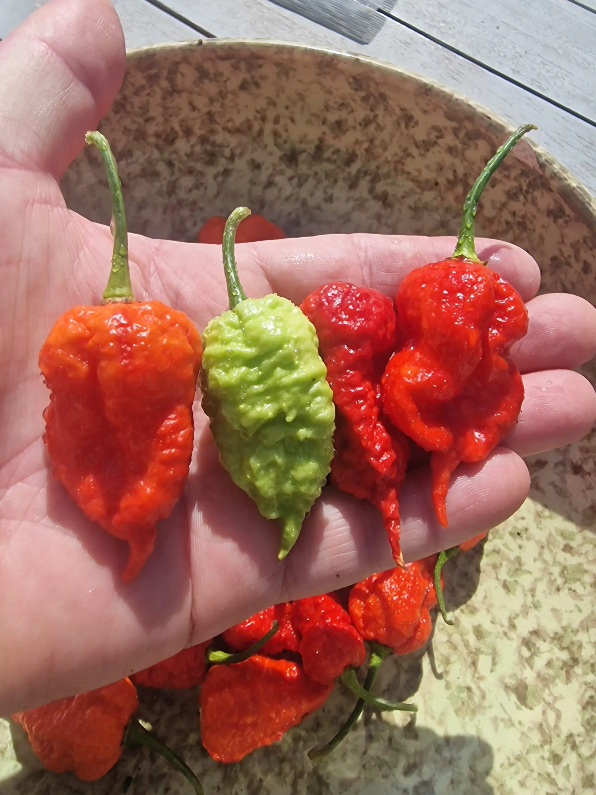 Death Spiral x Naglah Brown Chilli Seeds - Image 6