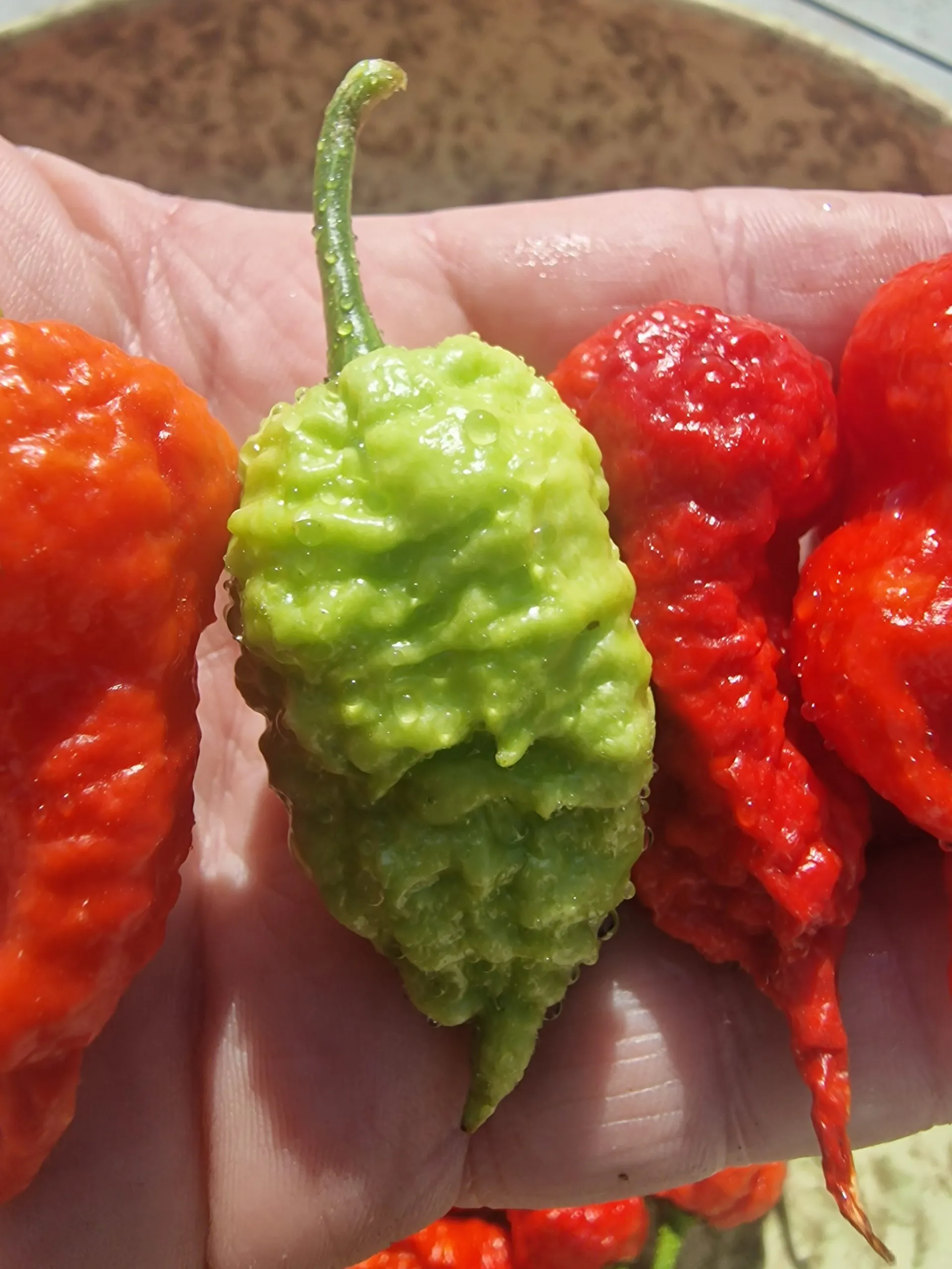 Death Spiral x Naglah Brown Chilli Seeds - Image 7