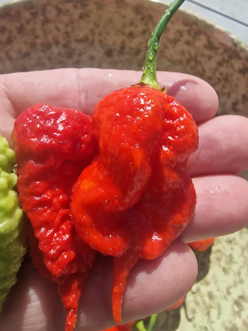 Death Spiral x Naglah Brown Chilli Seeds - Image 2