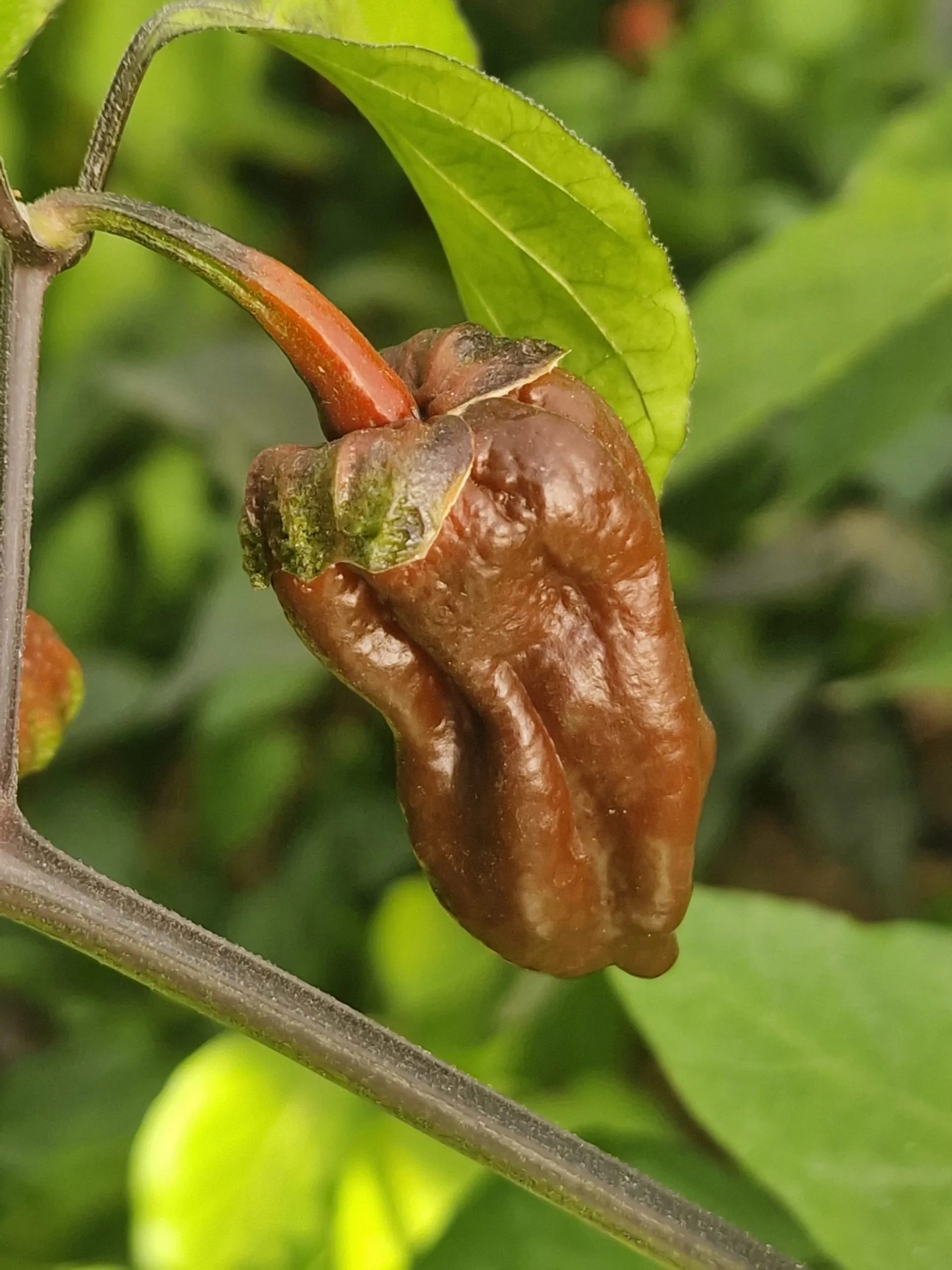 7 Pot Chocolate BBG Chilli Seeds - Image 2