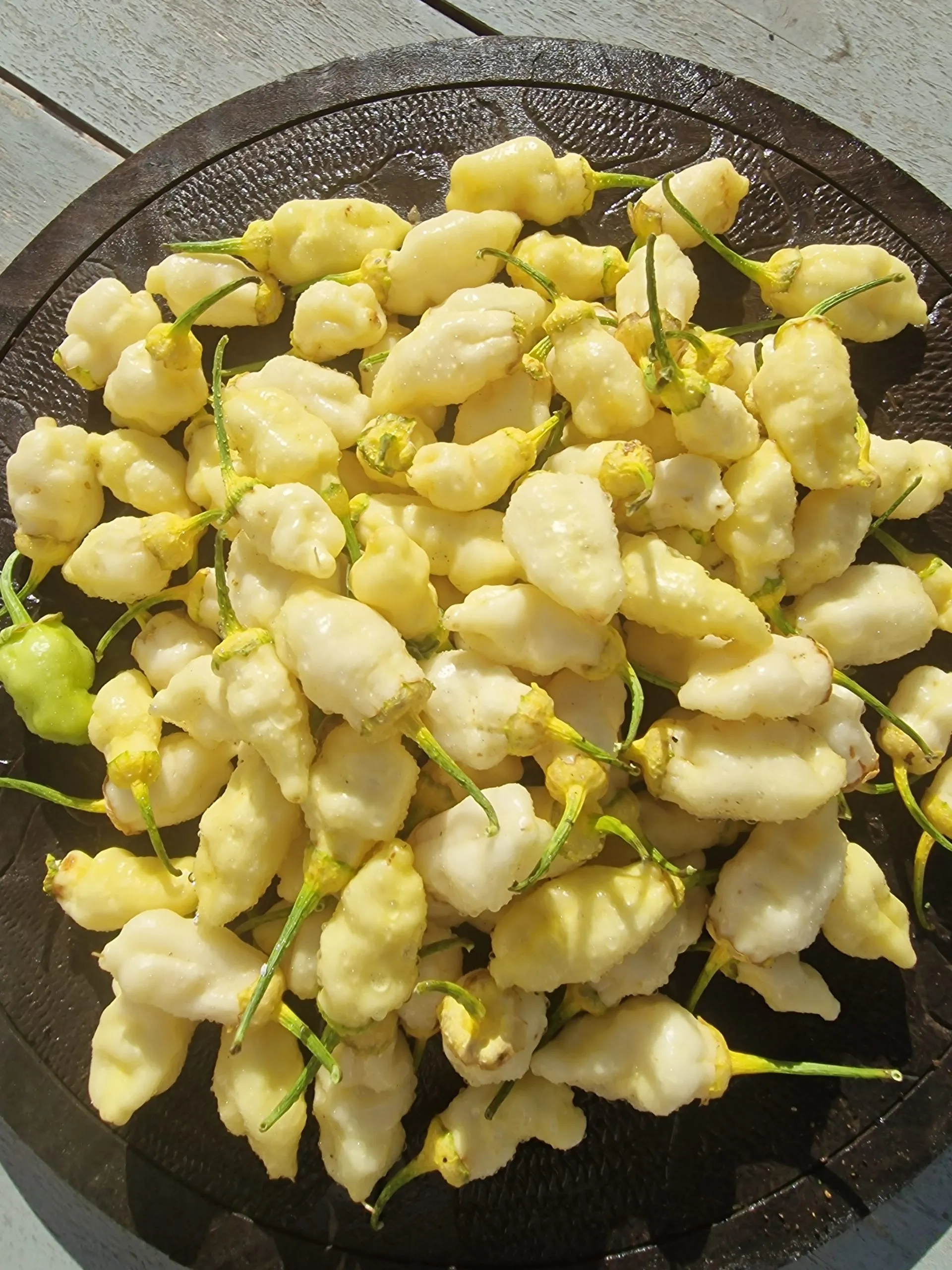 7 Pot BBG White Chilli Seeds - Image 2