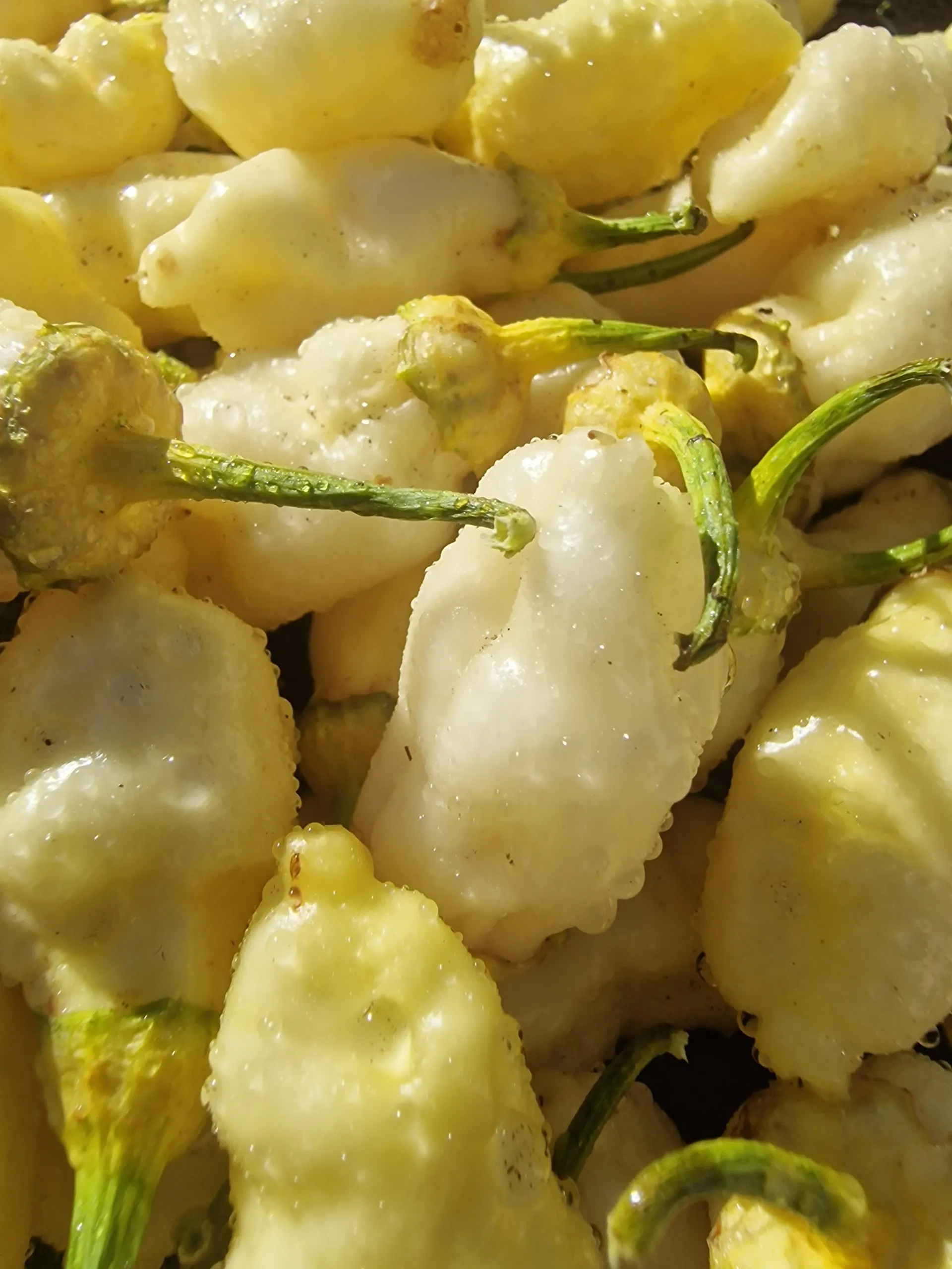 7 Pot BBG White Chilli Seeds - Image 4