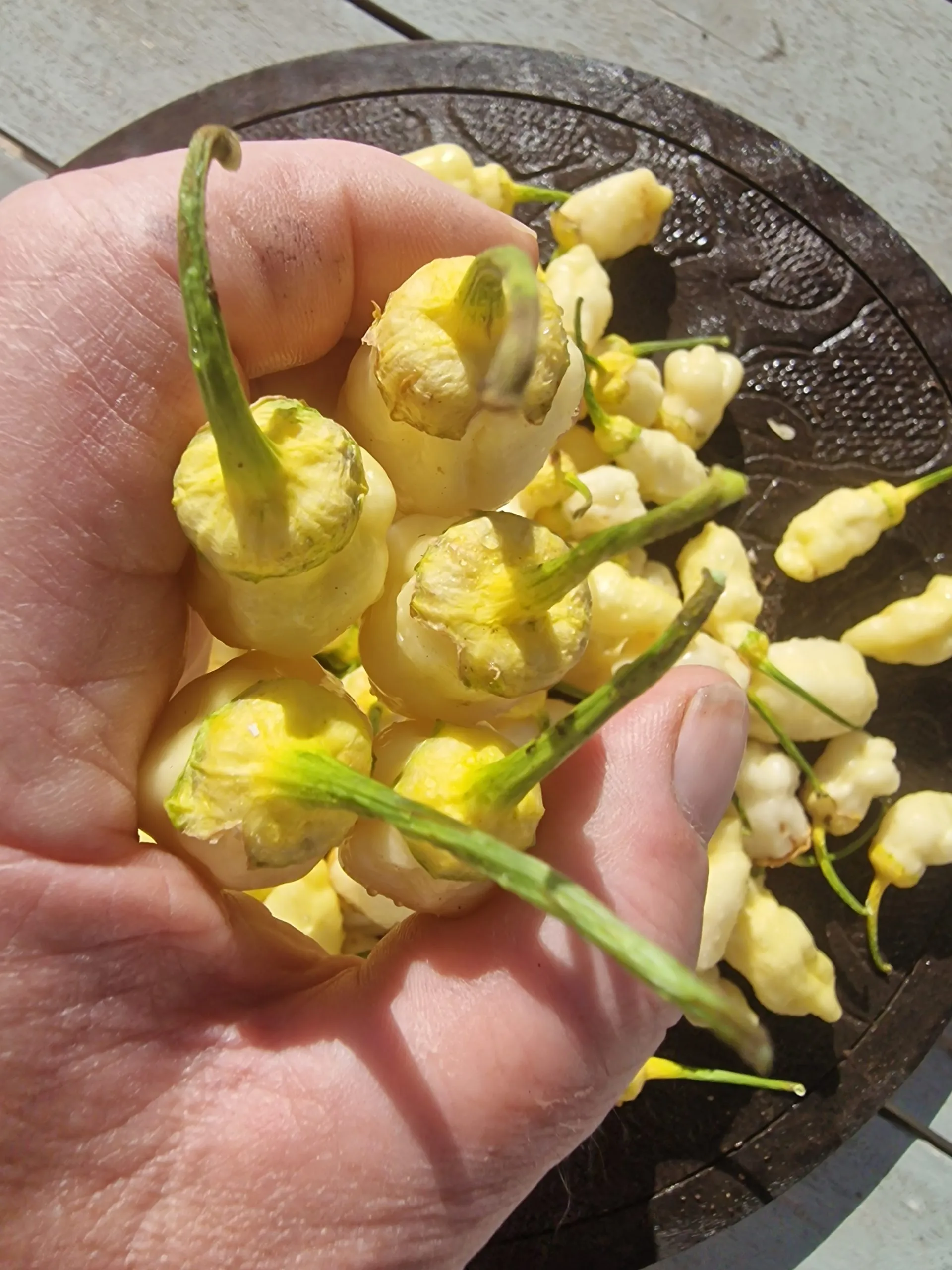 7 Pot BBG White Chilli Seeds - Image 5