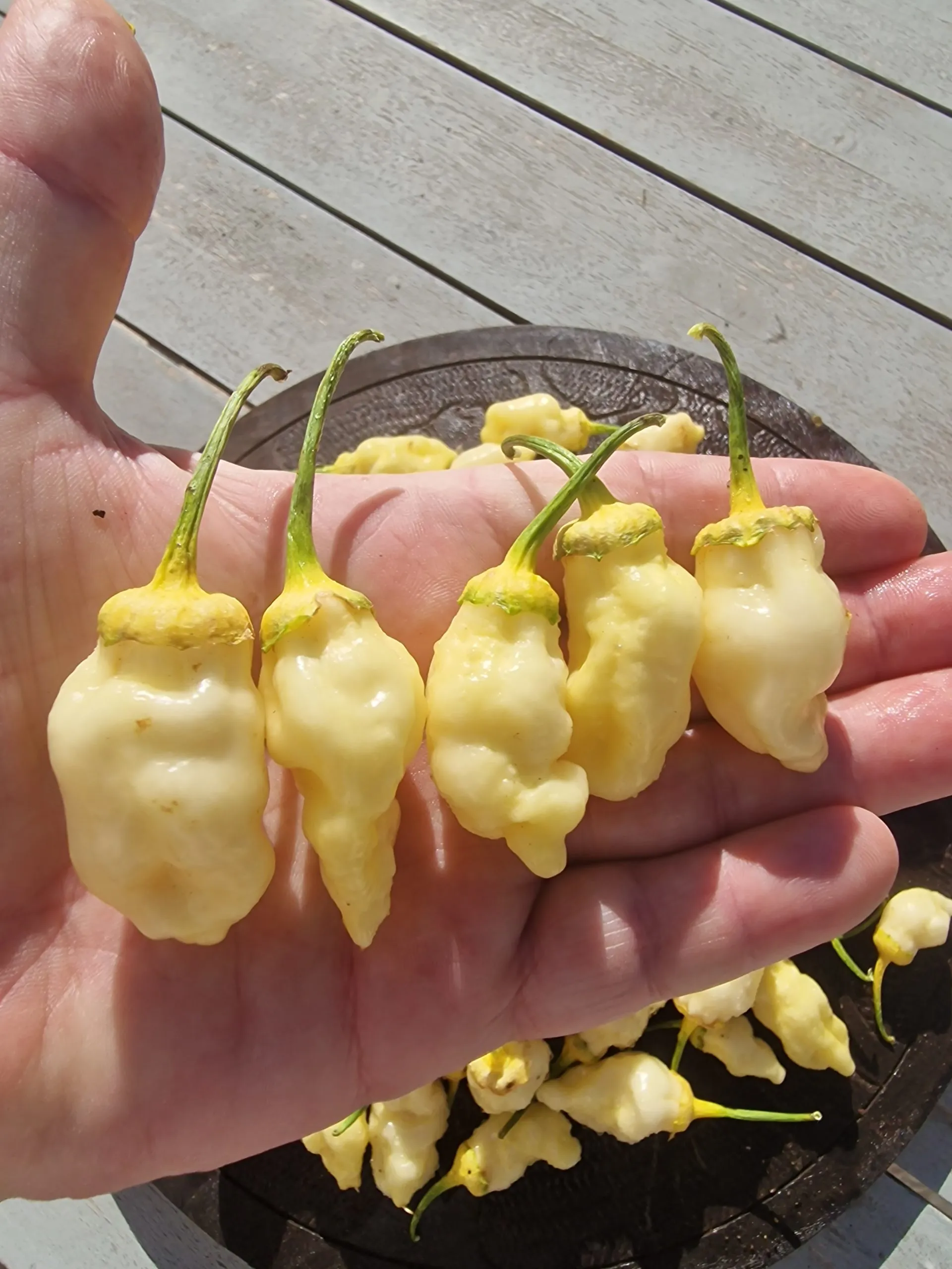 7 Pot BBG White Chilli Seeds - Image 6