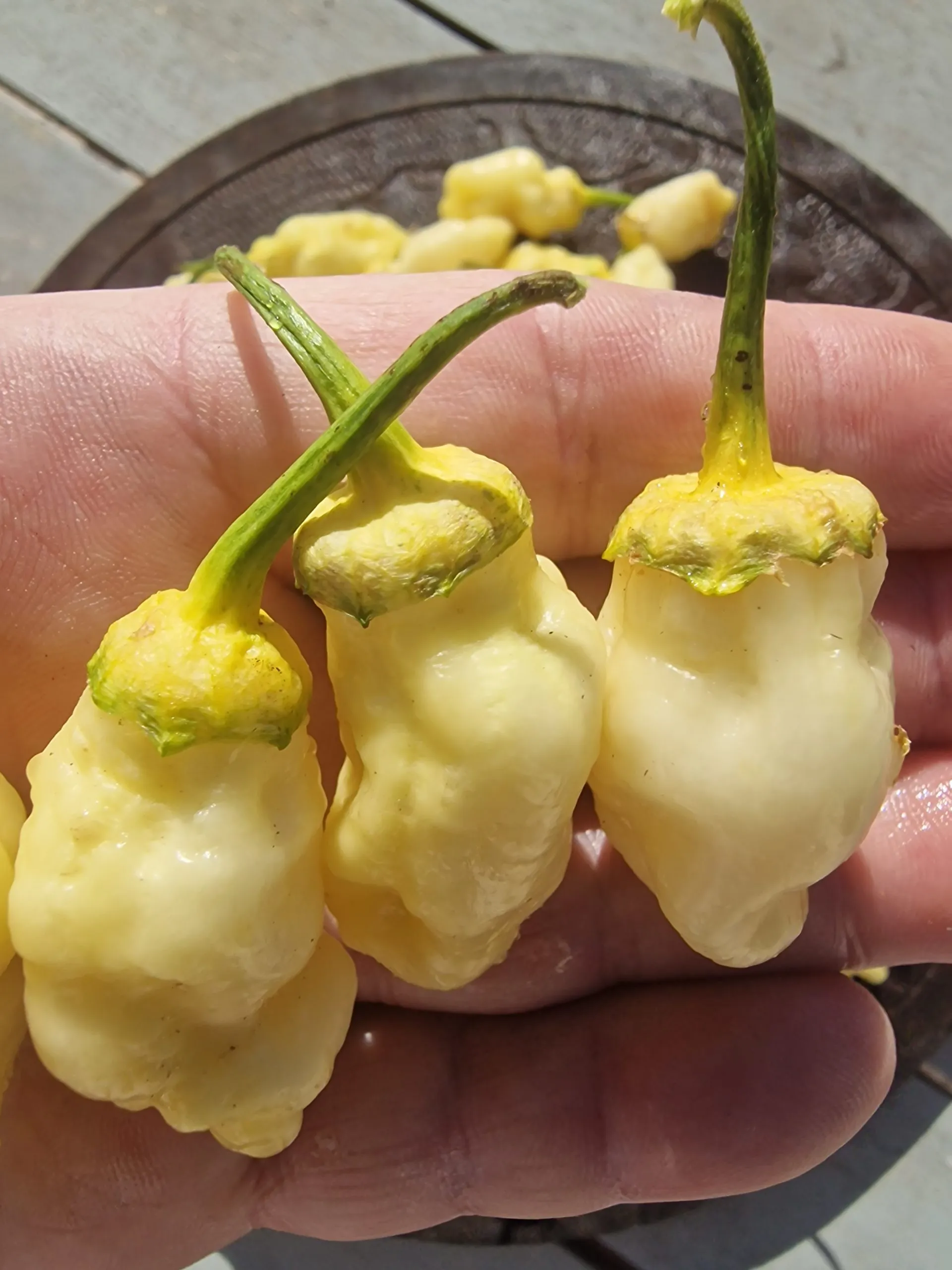 7 Pot BBG White Chilli Seeds - Image 7