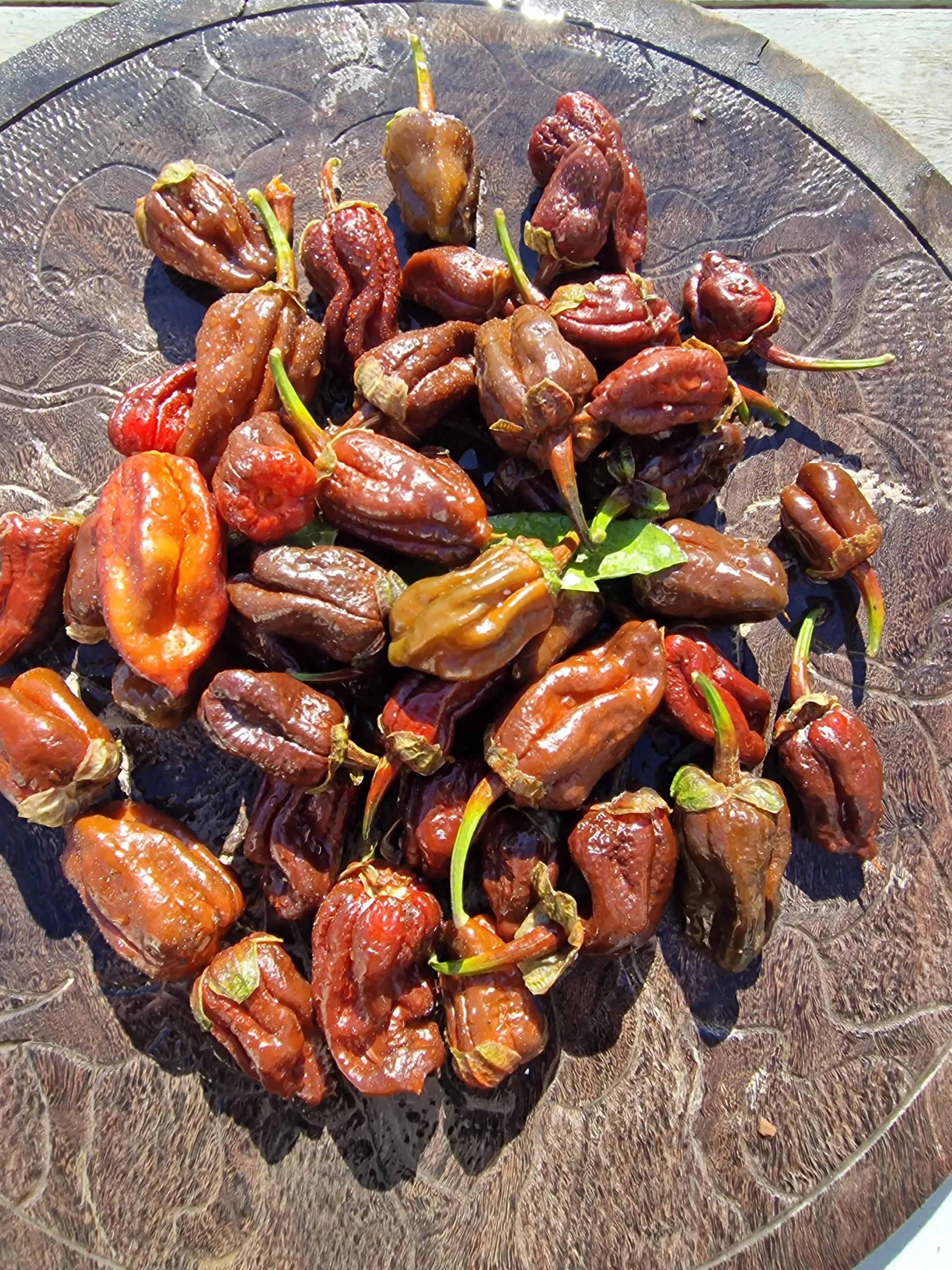 7 Pot Chocolate BBG Chilli Seeds - Image 5