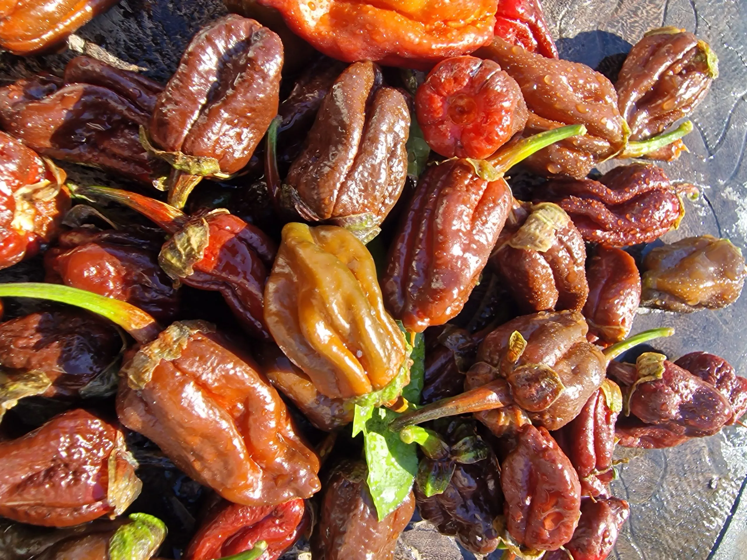 7 Pot Chocolate BBG Chilli Seeds - Image 4