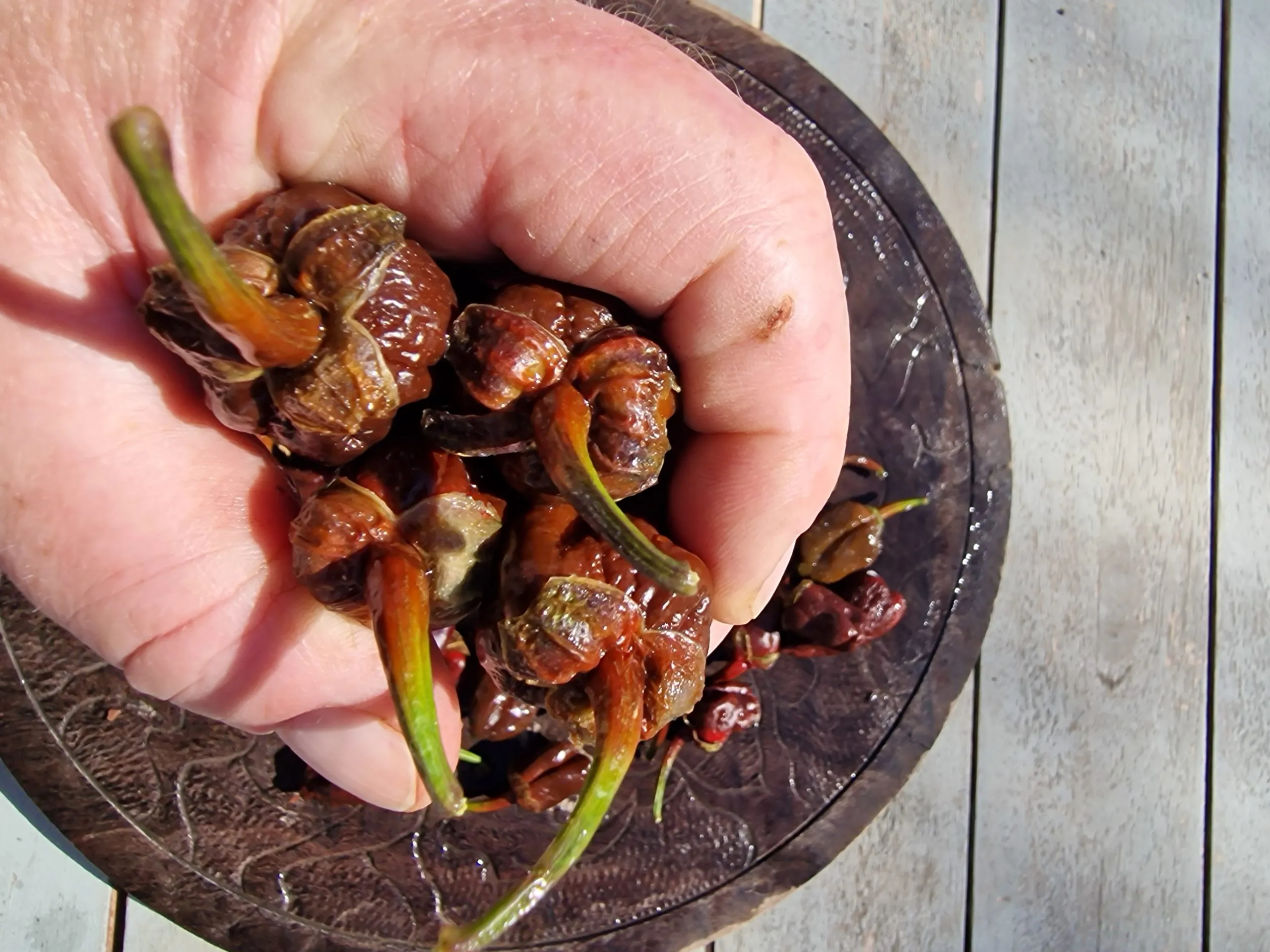 7 Pot Chocolate BBG Chilli Seeds - Image 6