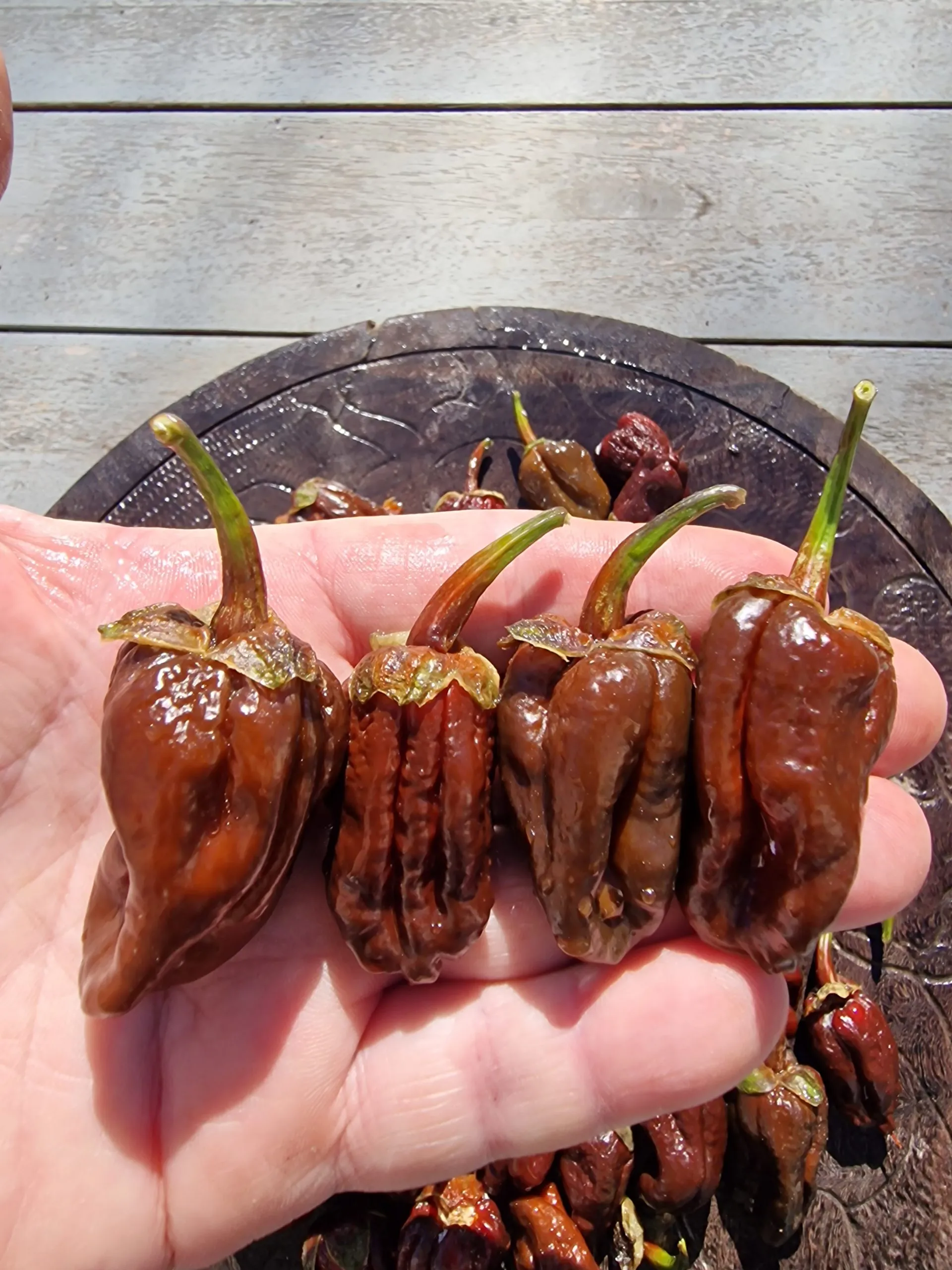 7 Pot Chocolate BBG Chilli Seeds - Image 7