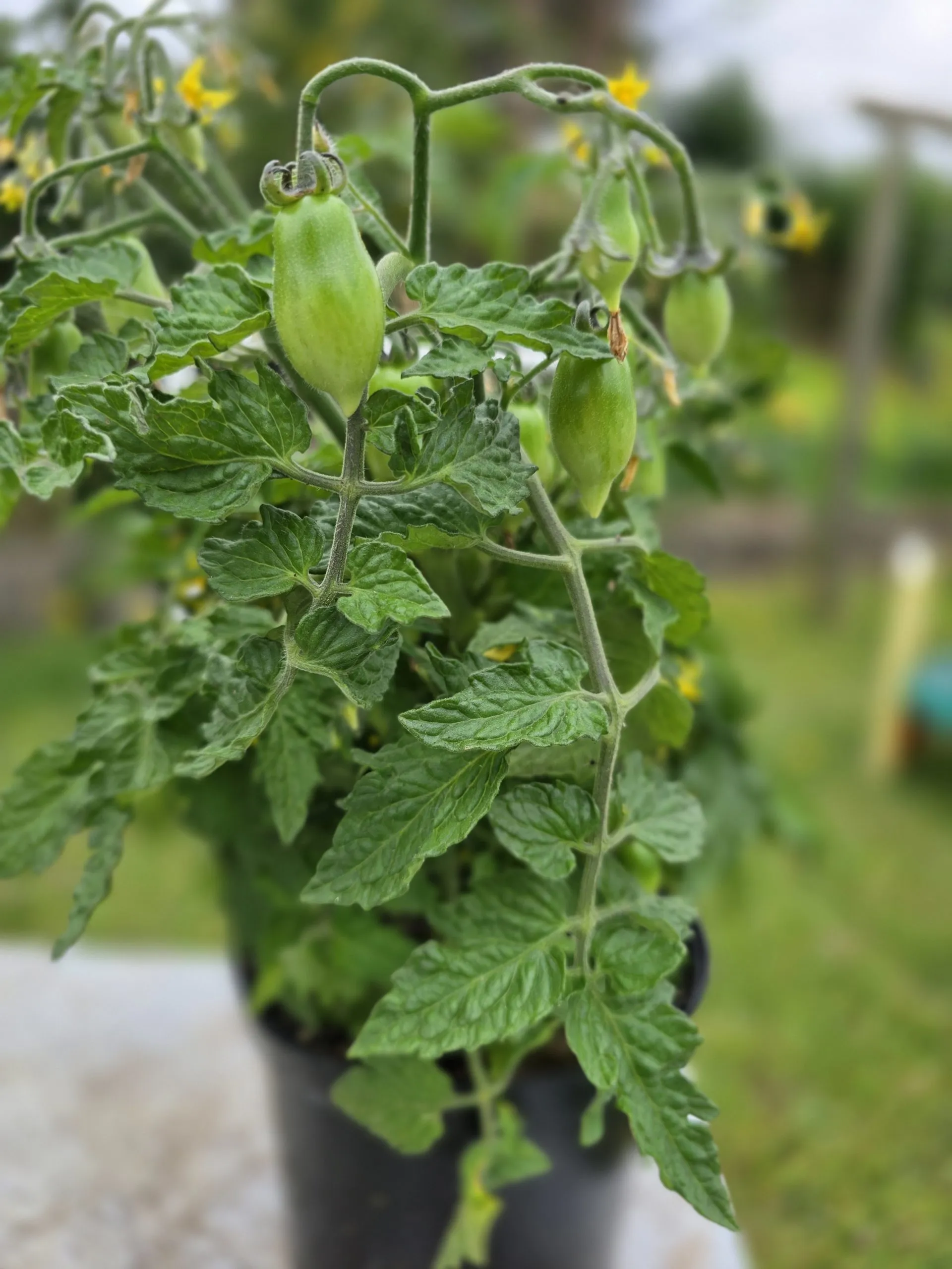 Nina Neutron Micro Dwarf Tomato Seeds - Image 4
