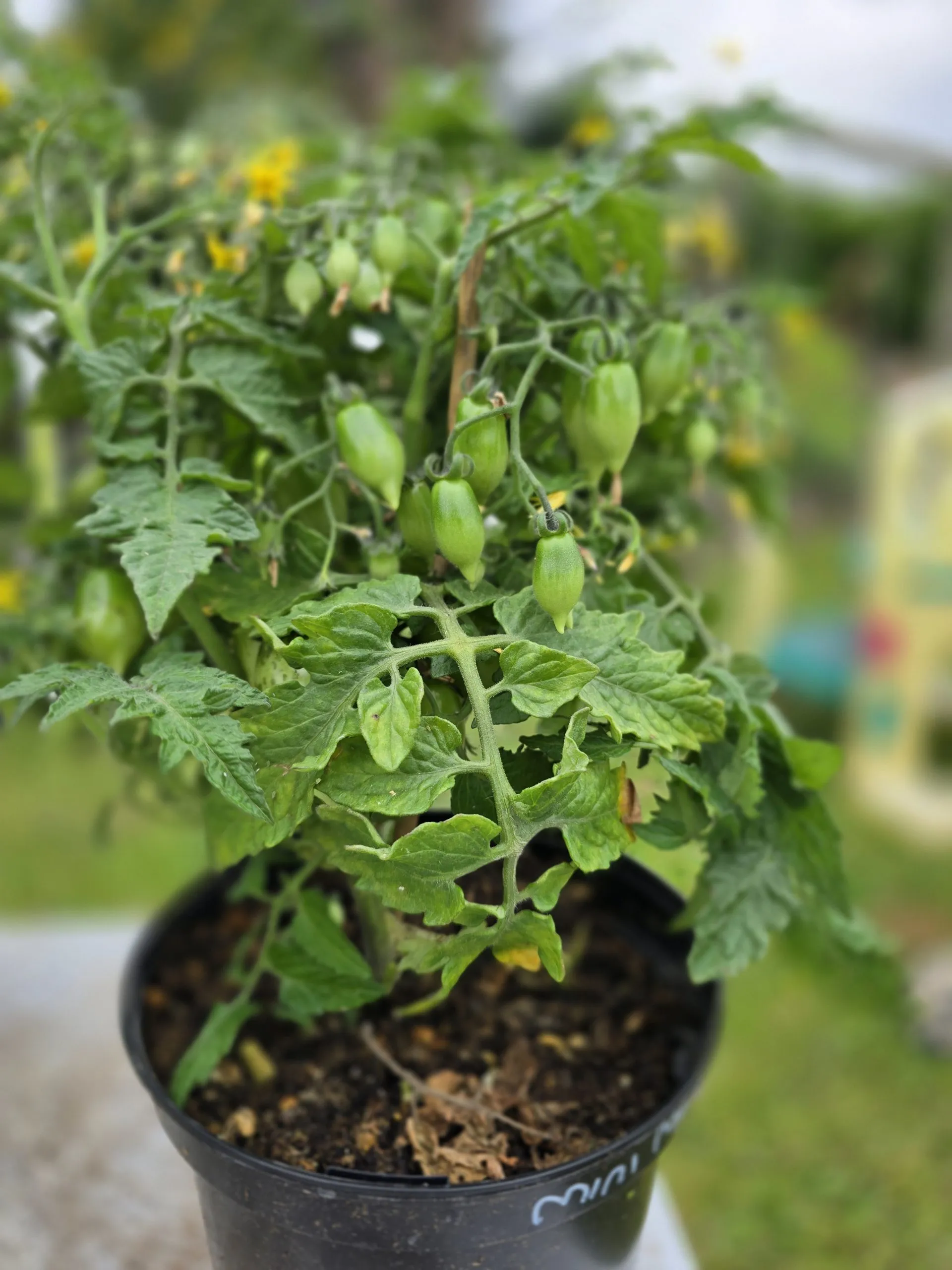 Nina Neutron Micro Dwarf Tomato Seeds - Image 3