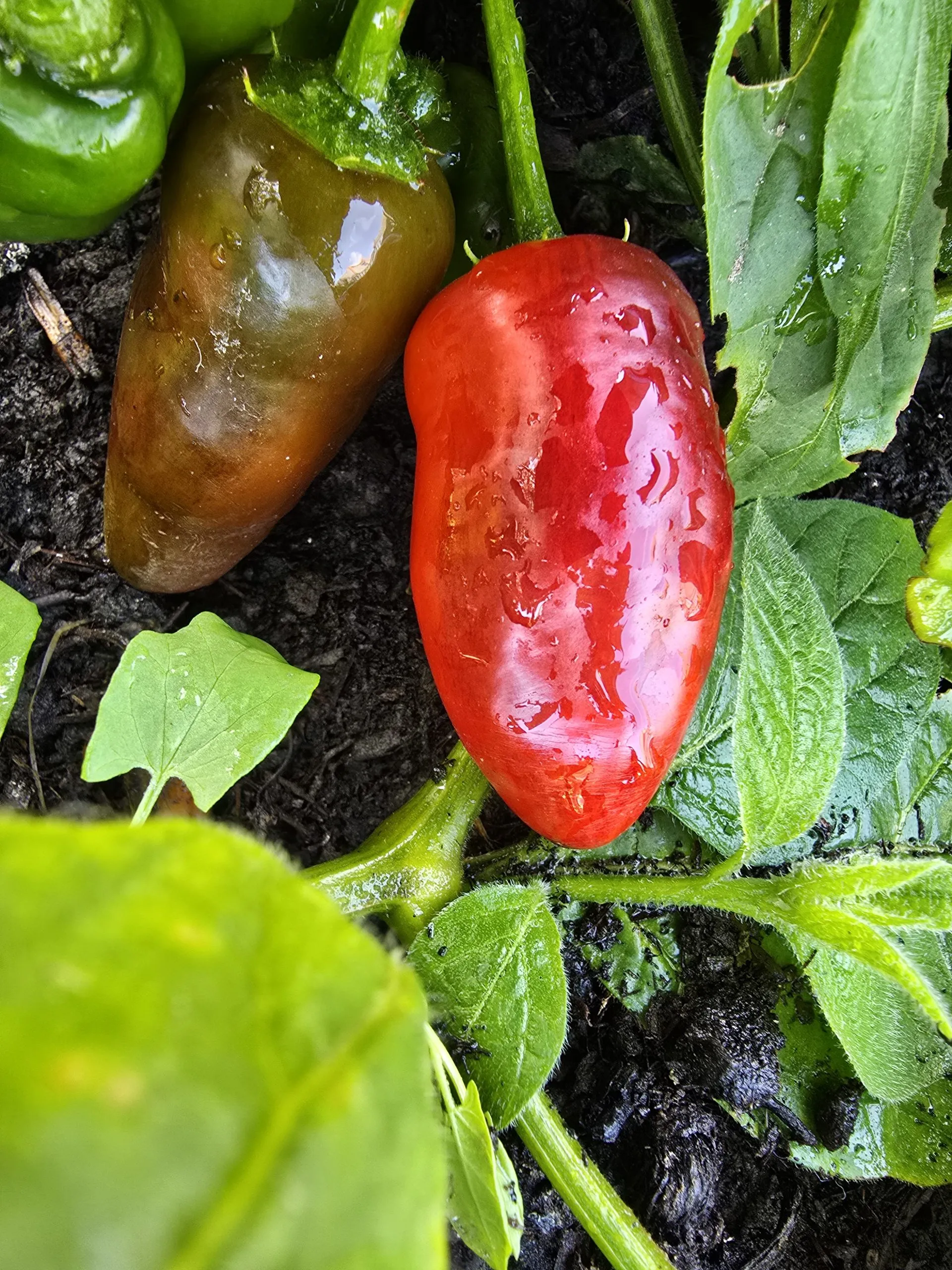 Montufar Rocoto Chilli Seeds - Image 2