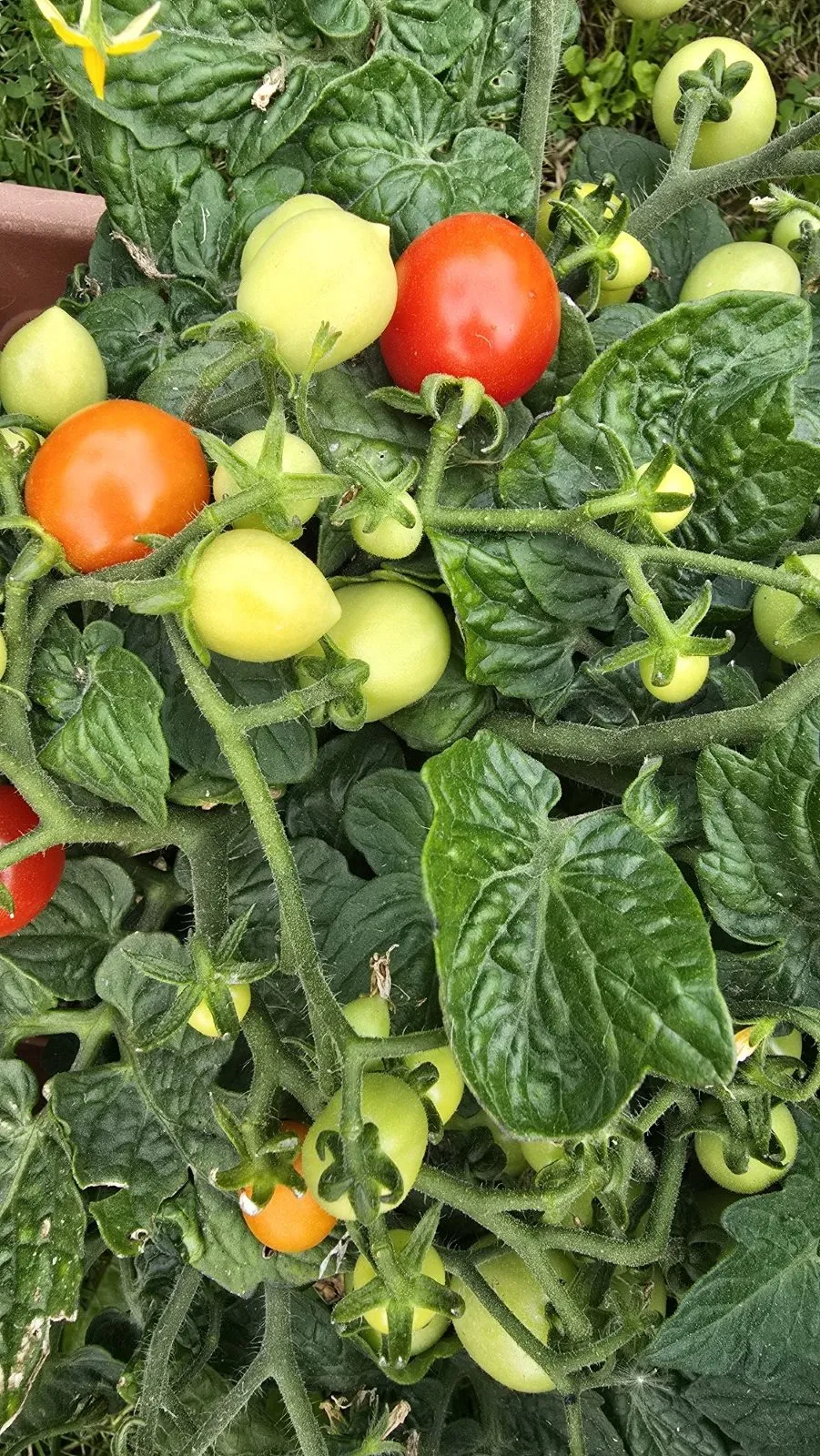 Bunny Kisses Micro Dwarf Tomato Seeds - Image 8