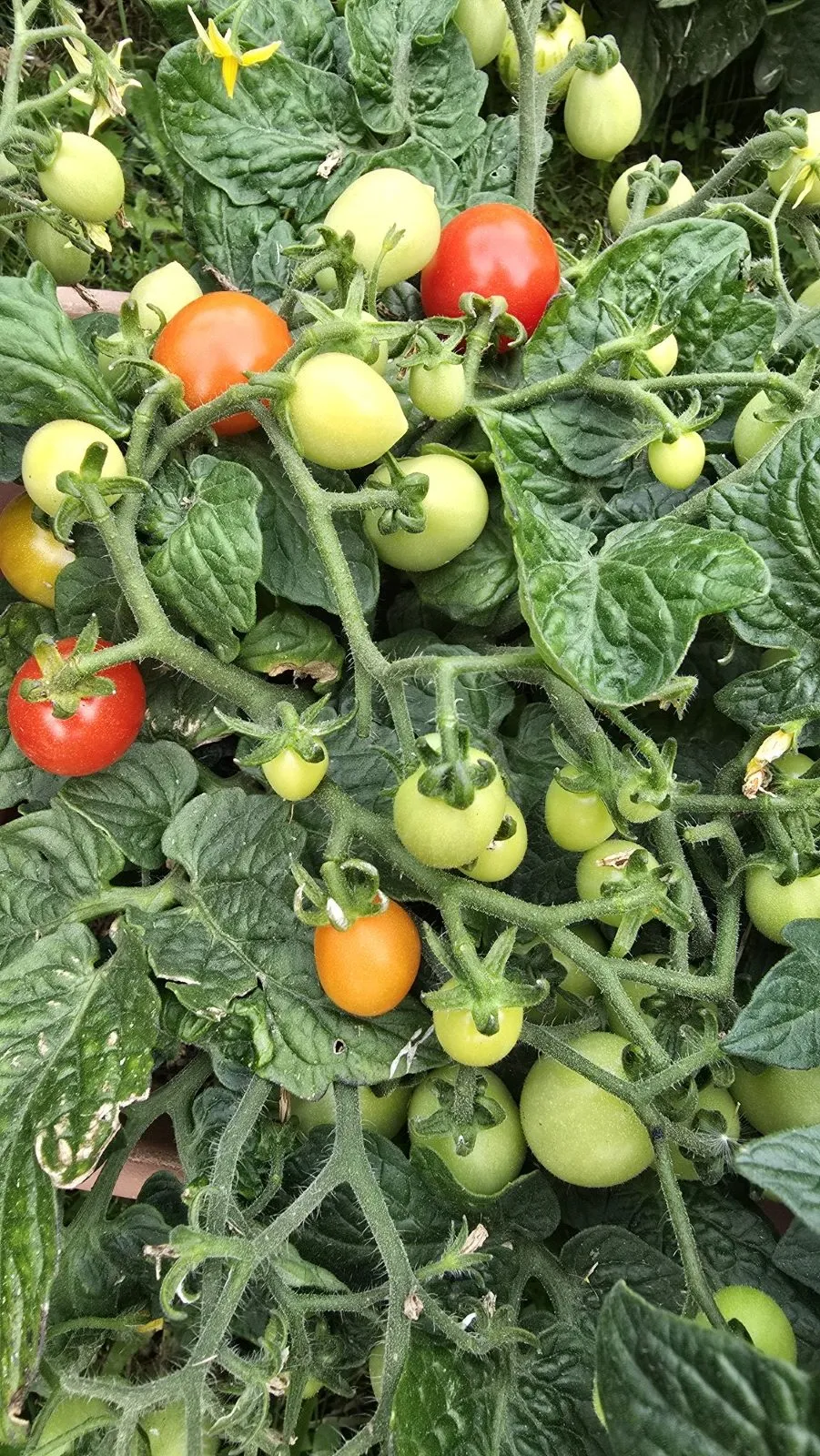 Bunny Kisses Micro Dwarf Tomato Seeds - Image 10