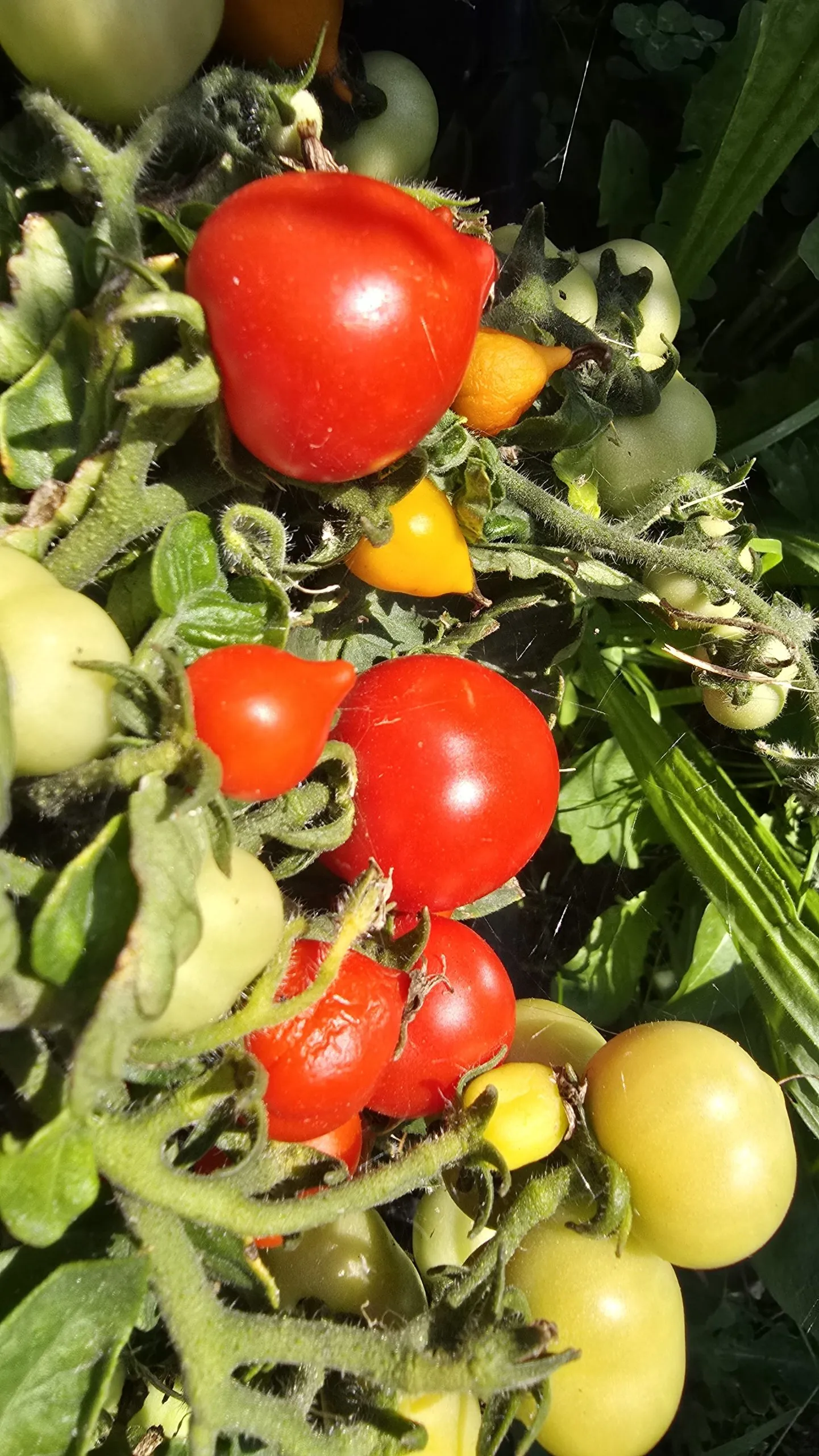 Nina Neutron Micro Dwarf Tomato Seeds - Image 6