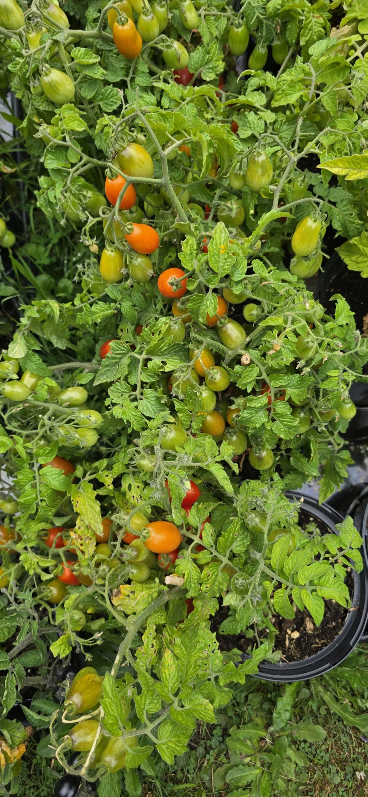 Mini Marzano Micro Dwarf Tomato Seeds - Image 3