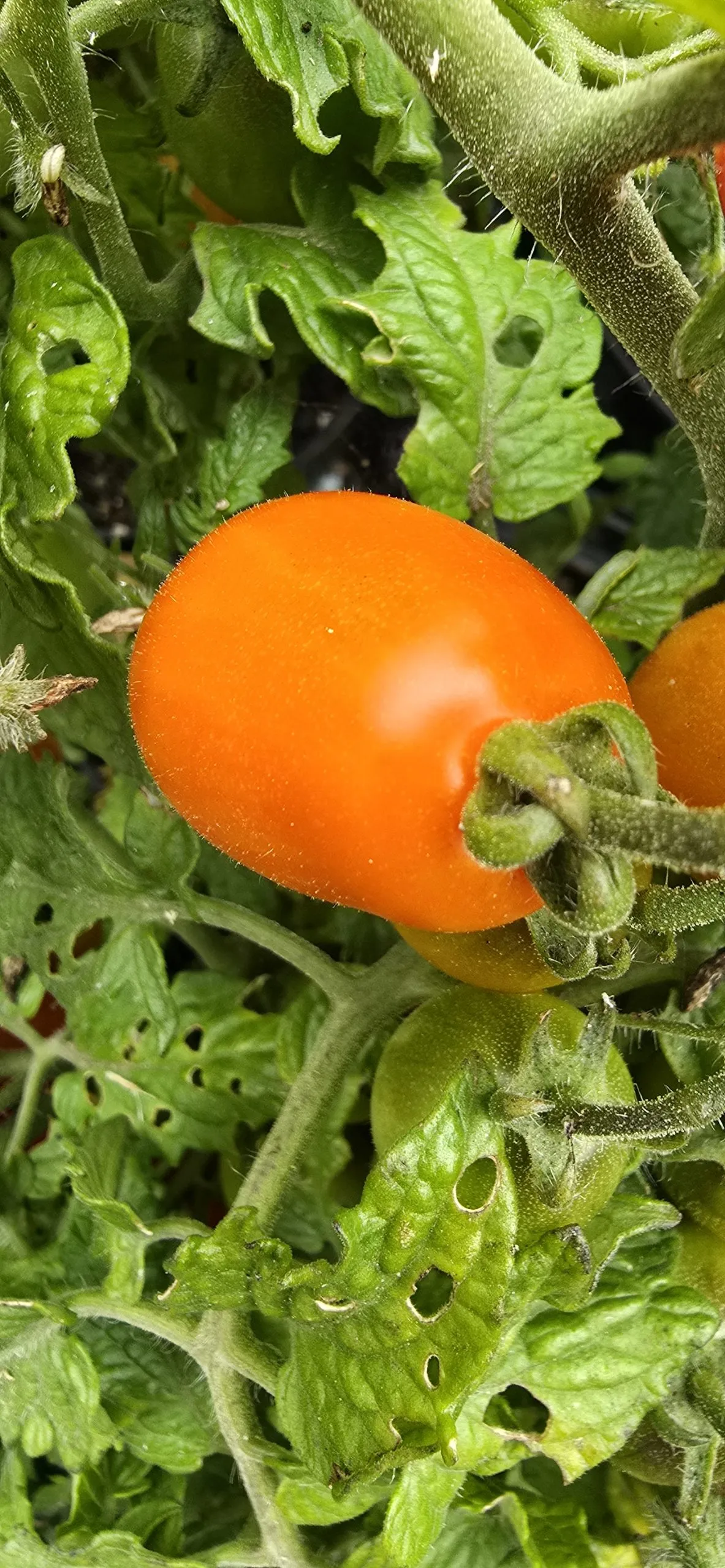 Mini Marzano Micro Dwarf Tomato Seeds