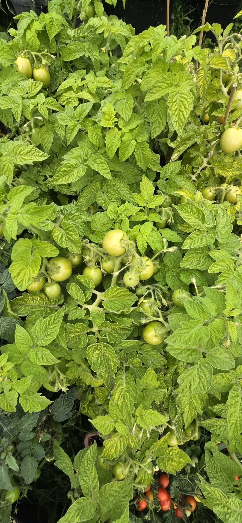 Bonte Tiger Micro Dwarf Tomato Seeds - Image 2