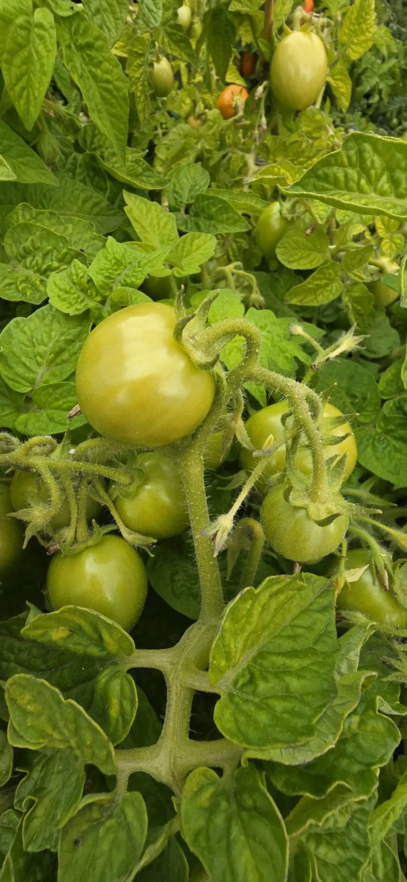 Bonte Tiger Micro Dwarf Tomato Seeds - Image 5